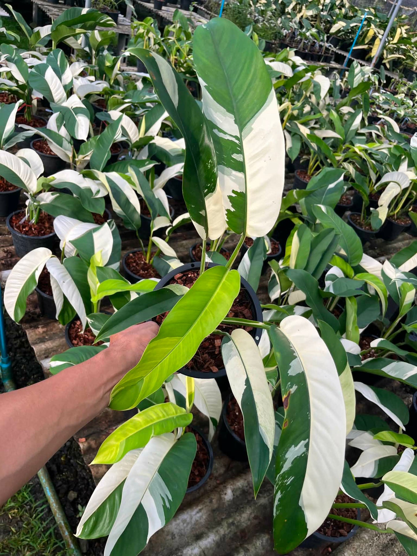 Epipremnum Giganteum Albo Variegated Set of 3 Plants