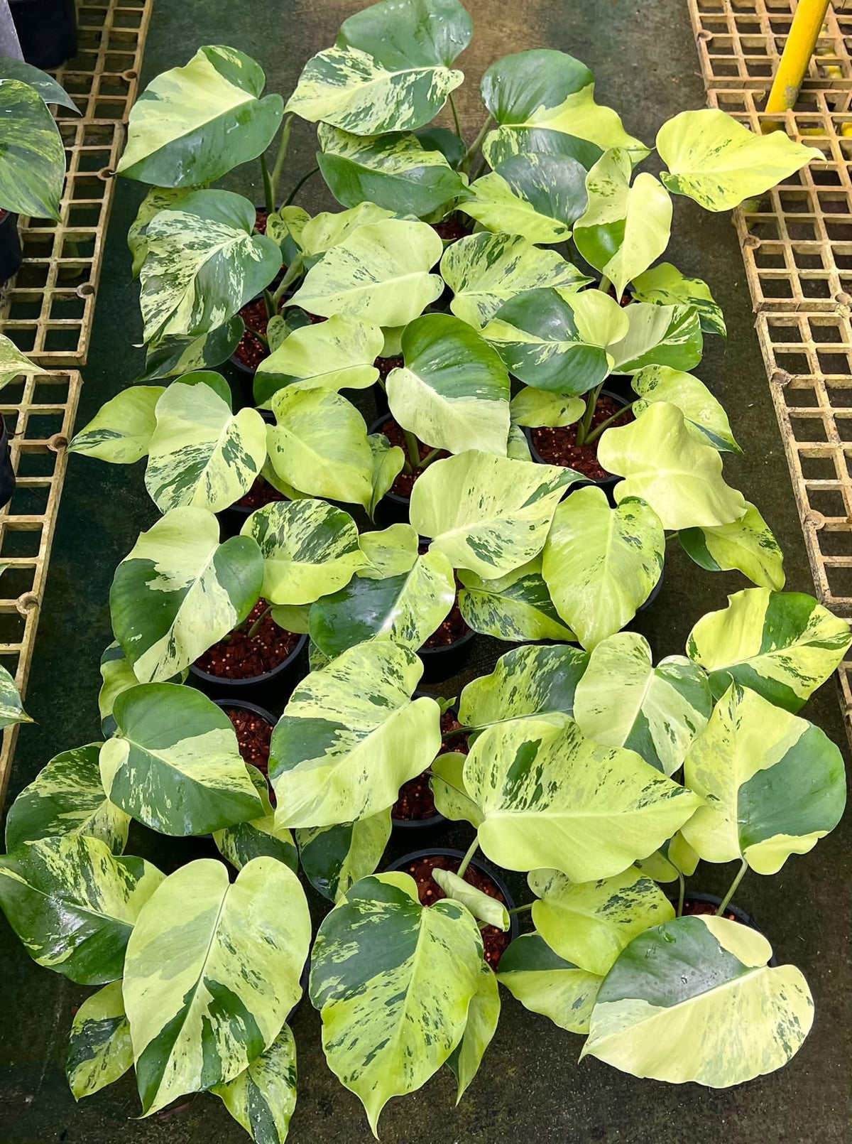 Monstera Deliciosa “Light Lime” variegated