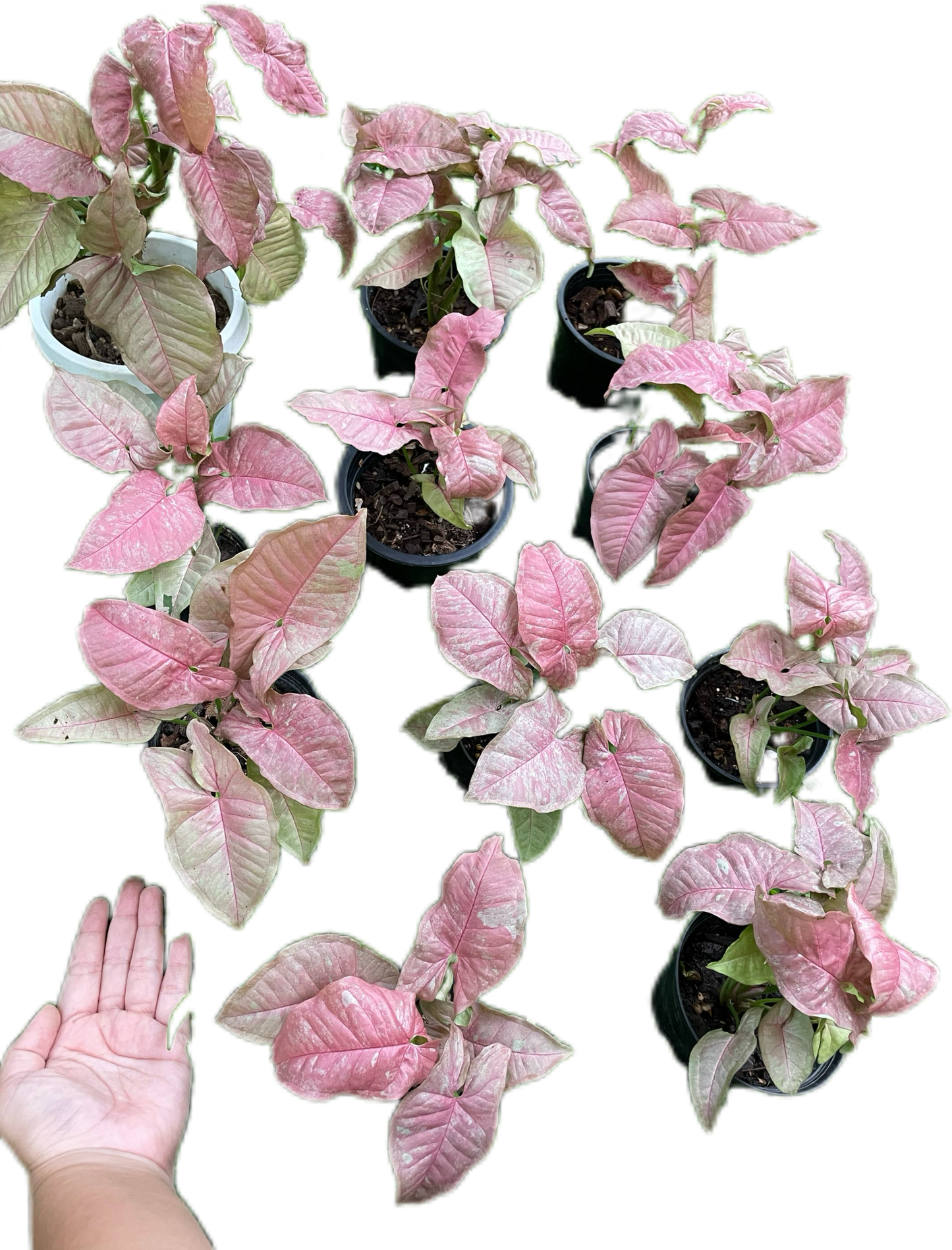 Syngonium pink venom - Wholesale Bundle (Set of 5 Plants)
