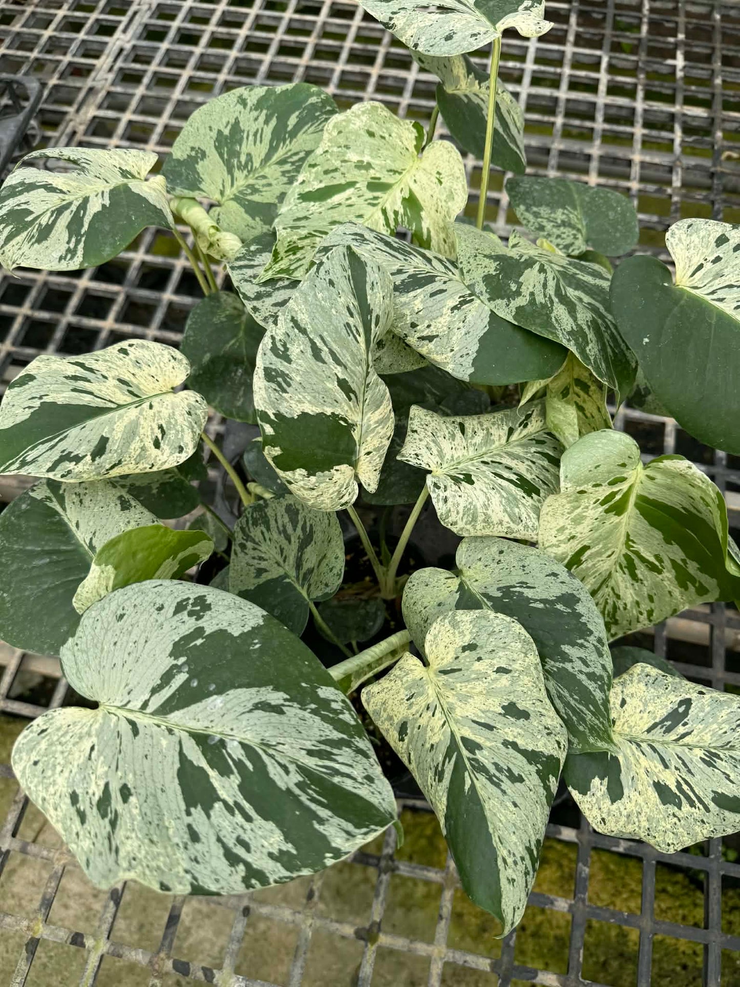Monstera Deliciosa “vietciosa” (Seedling, 4-inch Pot) from TC -set of 3 plants