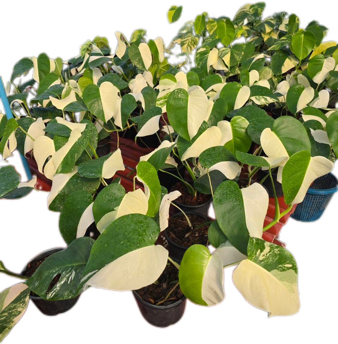 halfmoon monstera Monstera Borsigiana Albo half moon Variegated(small)