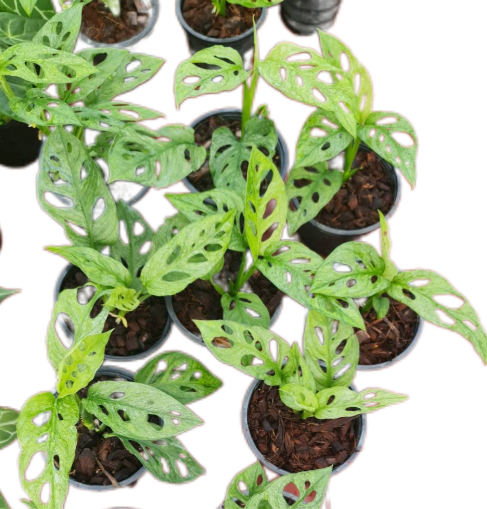 Monstera Adansonii Mint (EU) - Wholesale Set of 10 Plants