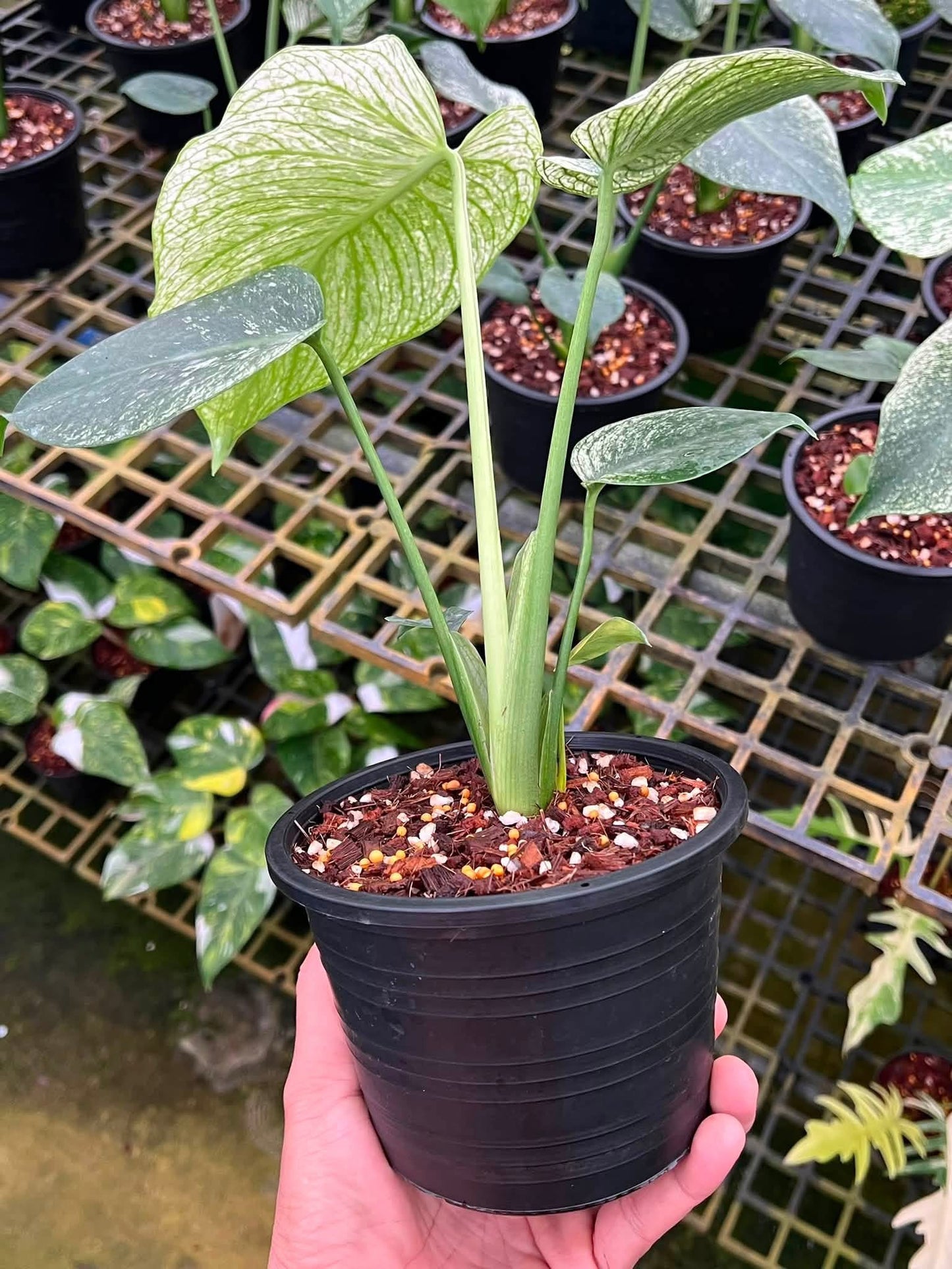 Monstera Deliciosa “Devil Monster” TC Seedlings (6-Inch Pot)