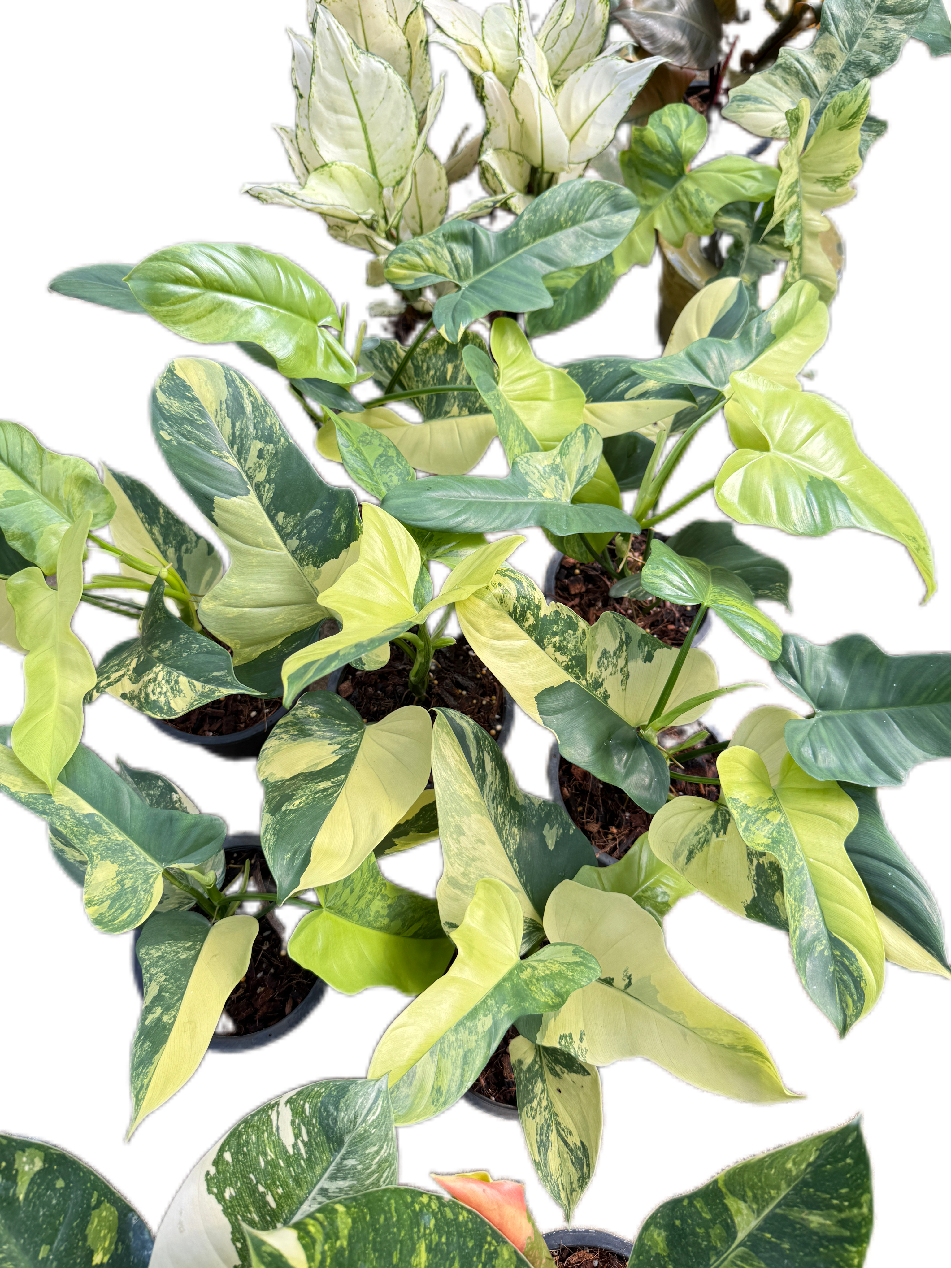 ビオプリエール　ビオボーテ　ビオグロウ　ビオブリエ　WAKAN Philodendron Bipennifolium Violin Variegated- Wholesale Bundle