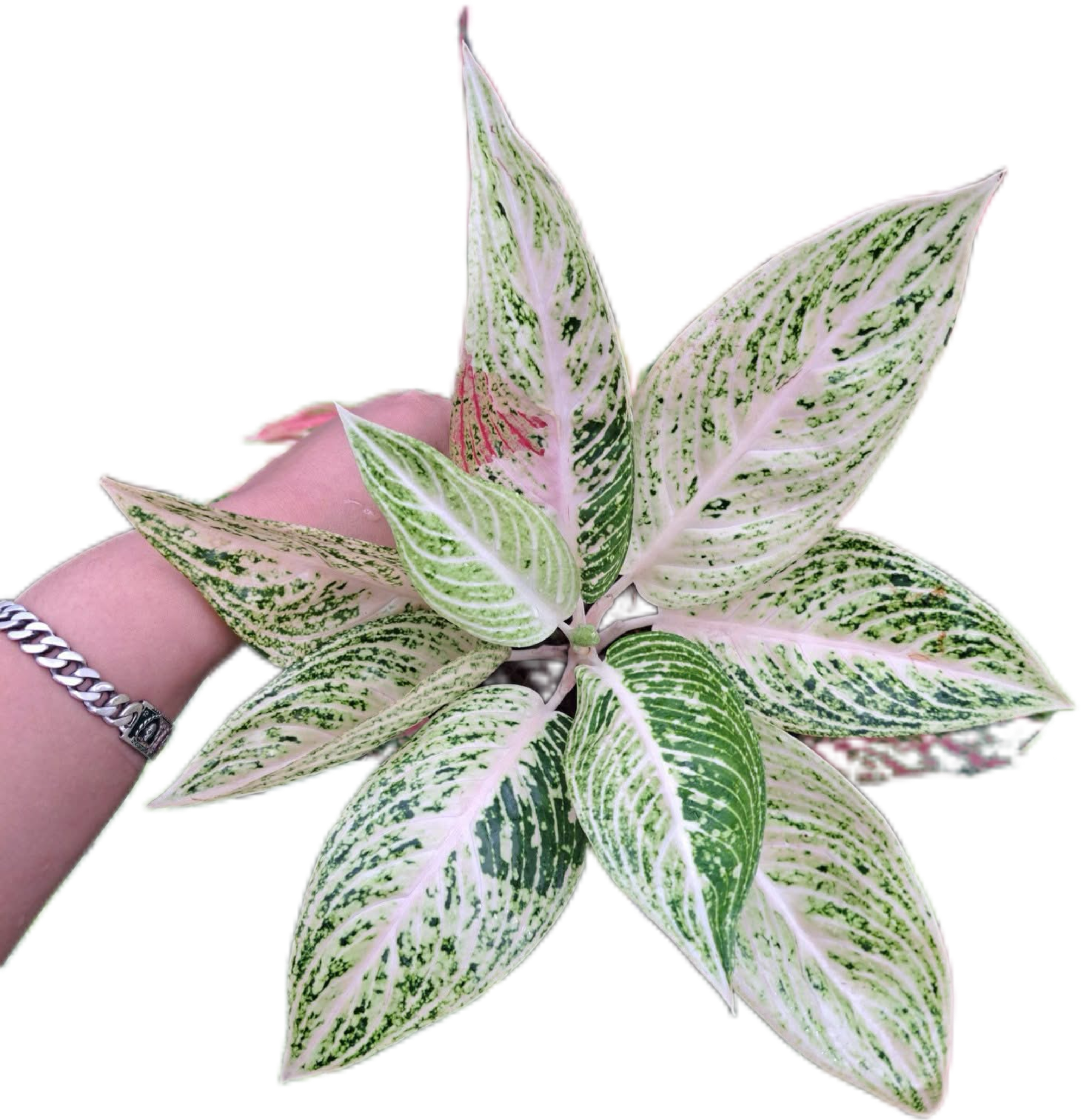 aglaonema pink legacy Aglaonema white legacy-set 5 pcs – BanrakTonmai Garden Thailand
