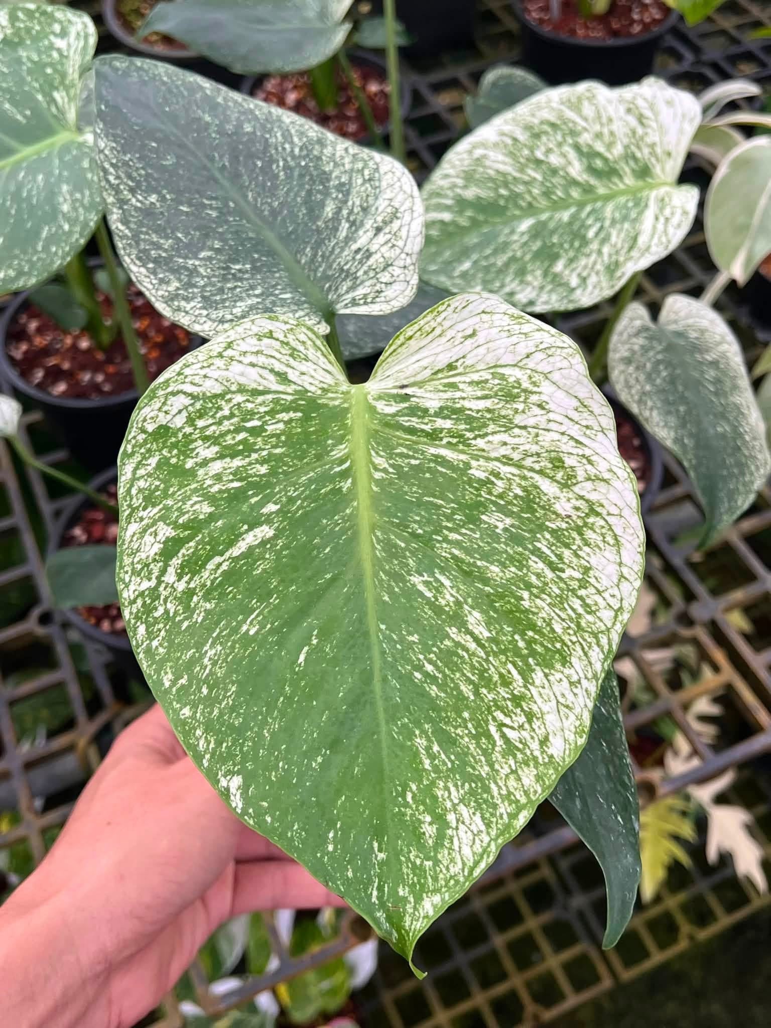 Monstera Deliciosa “Devil Monster” TC Seedlings (6-Inch Pot