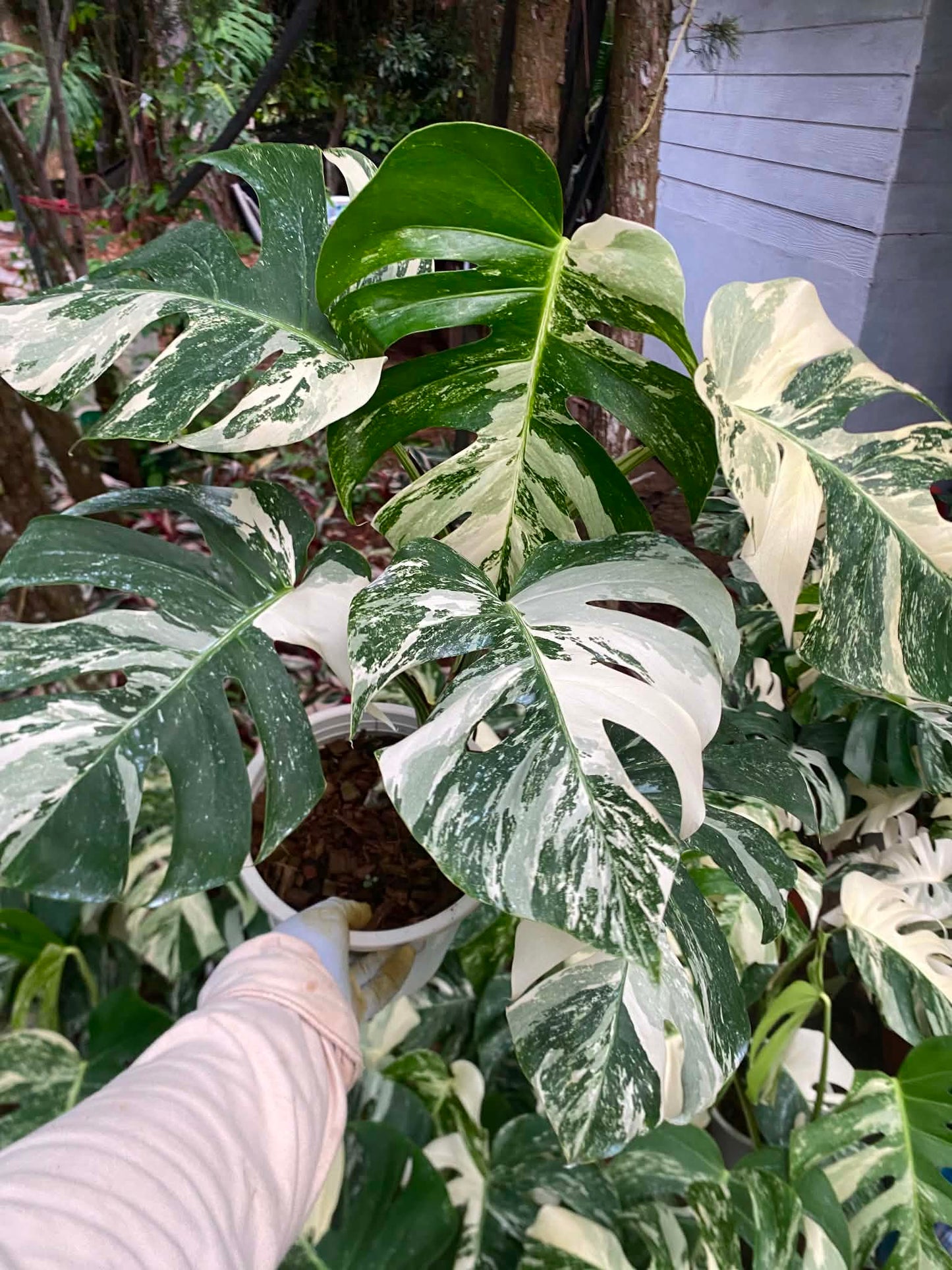 Monstera borsigiana ‘Albo Tiger’ Variegated – Set of 5 Plants