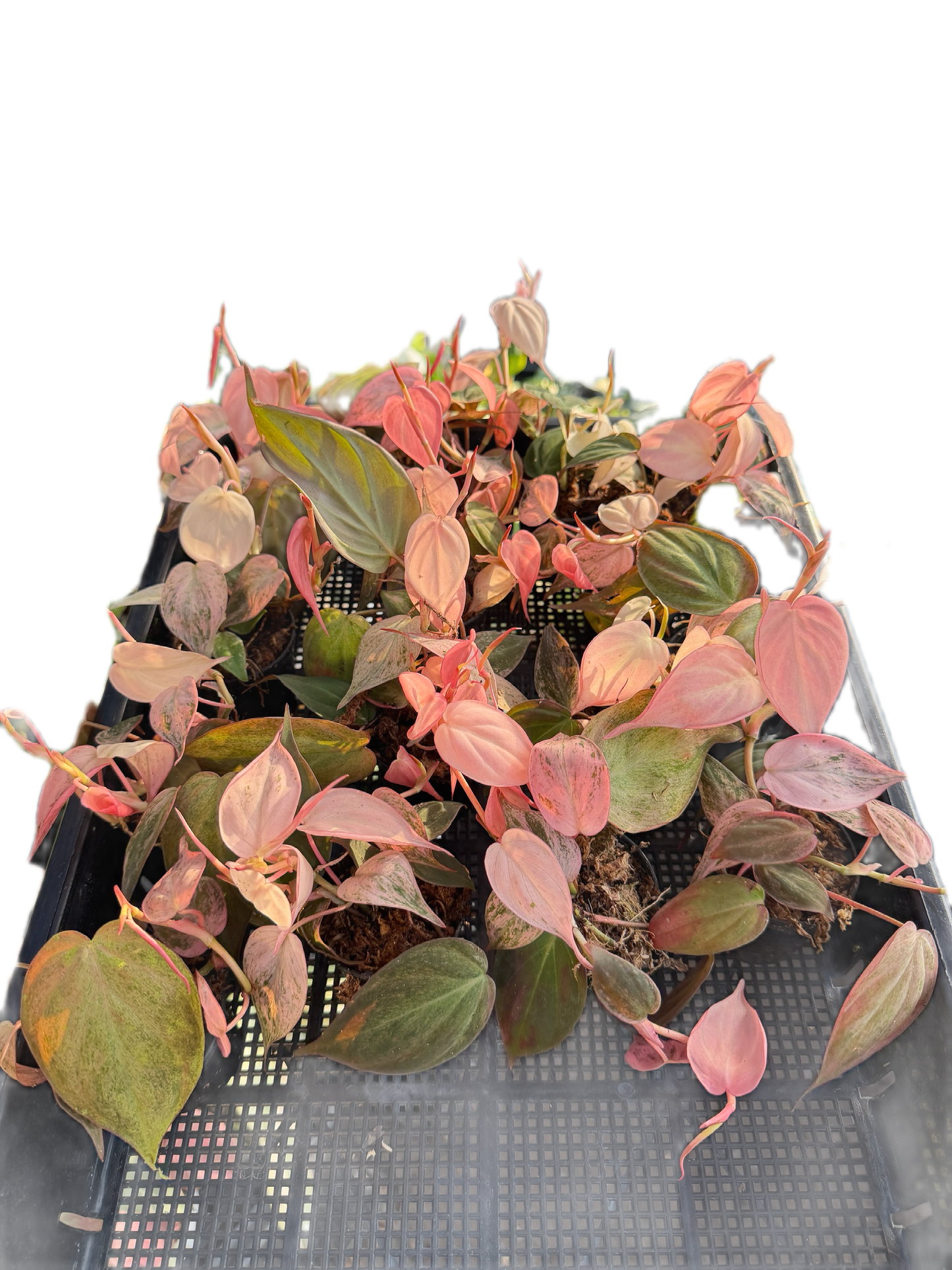 Philodendron Micans mint - Wholesale Set of 5 Plants