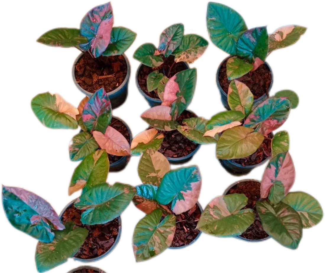 Alocasia Serentipity variegated Variegated - Set of 10 Plants