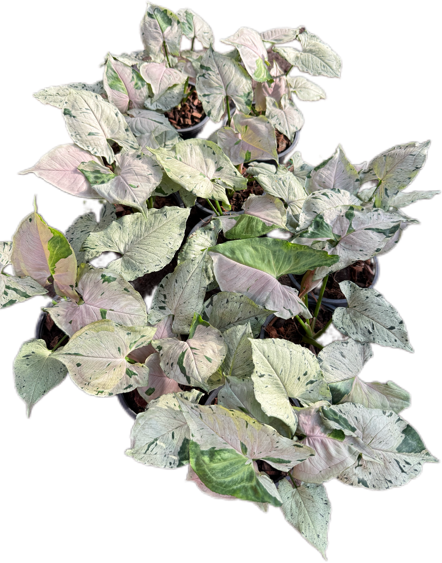 Syngonium green spash- Wholesale Bundle (Set of 10 Plants)