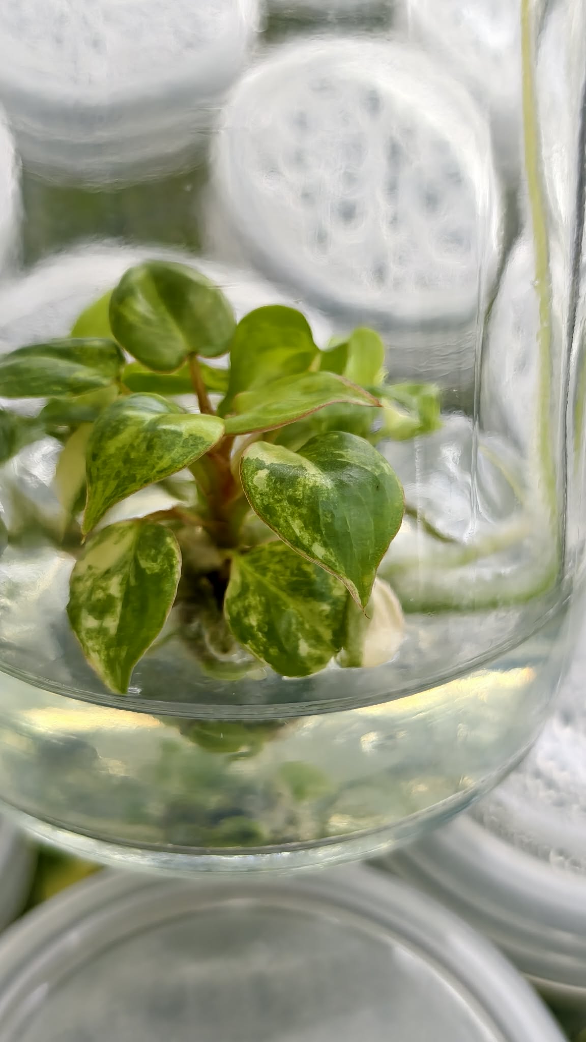 Philodendron Billietae Variegated – Tissue Culture (Wholesale) | Set of 10 Plants