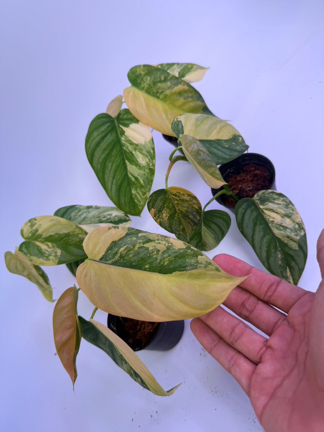 Philodendron brandtianum variegated (1 plant) – BanrakTonmai Garden Thailand