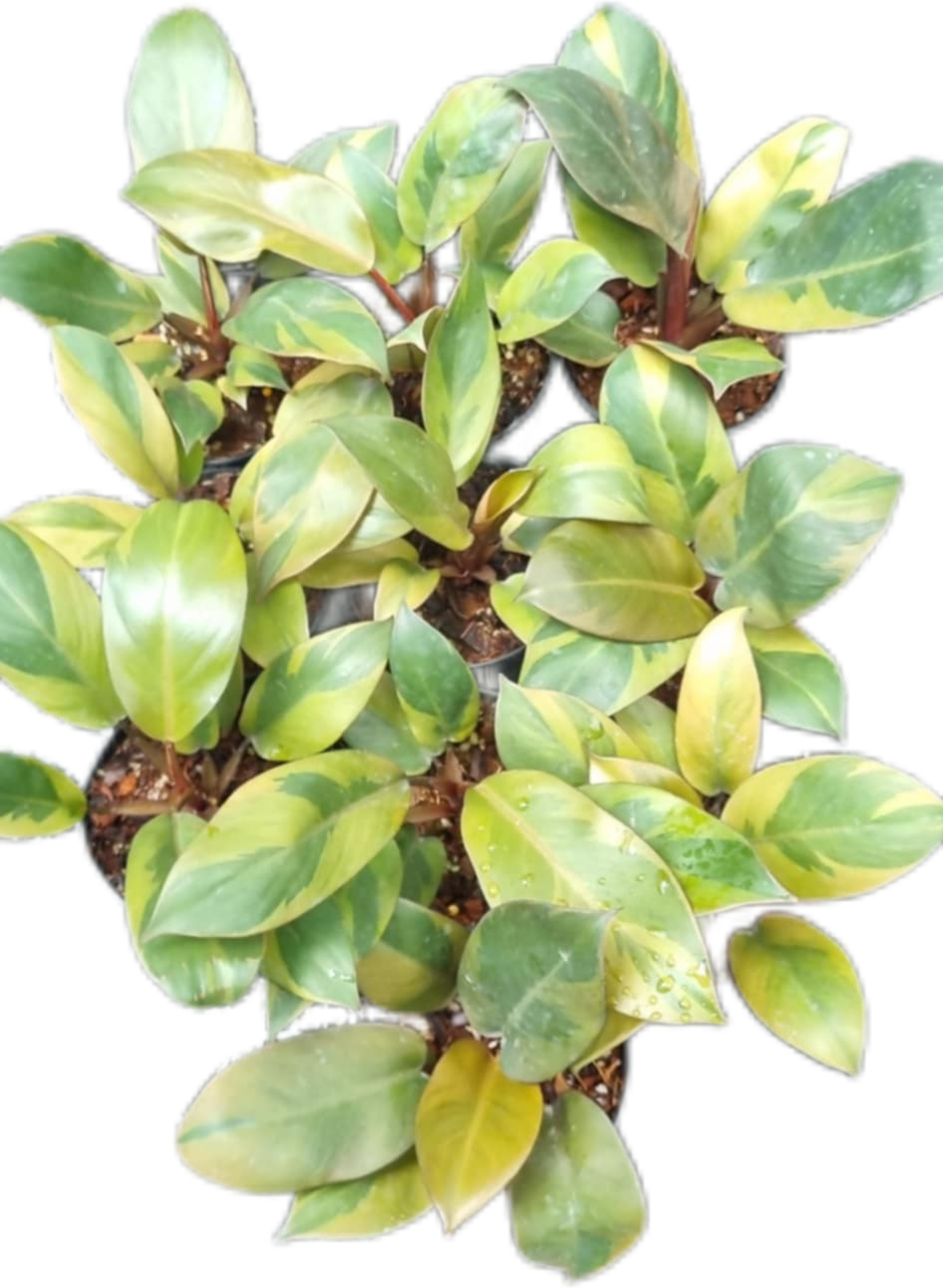 black cardinal variegated philodendron Philodendron Black Cardinal Variegated small size
