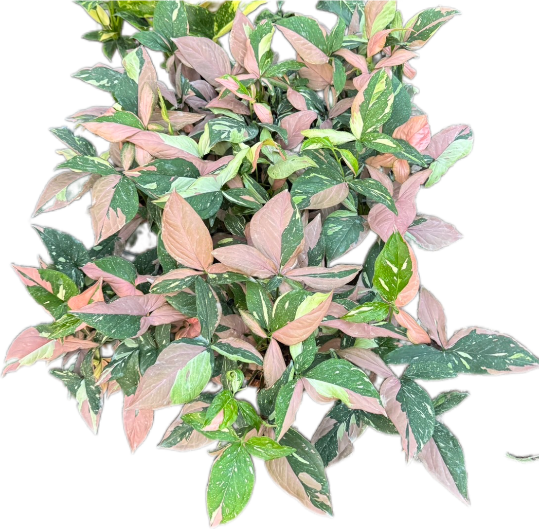 Syngonium Red Spot Tricolor - Wholesale Bundle (Set of 10 Plants)