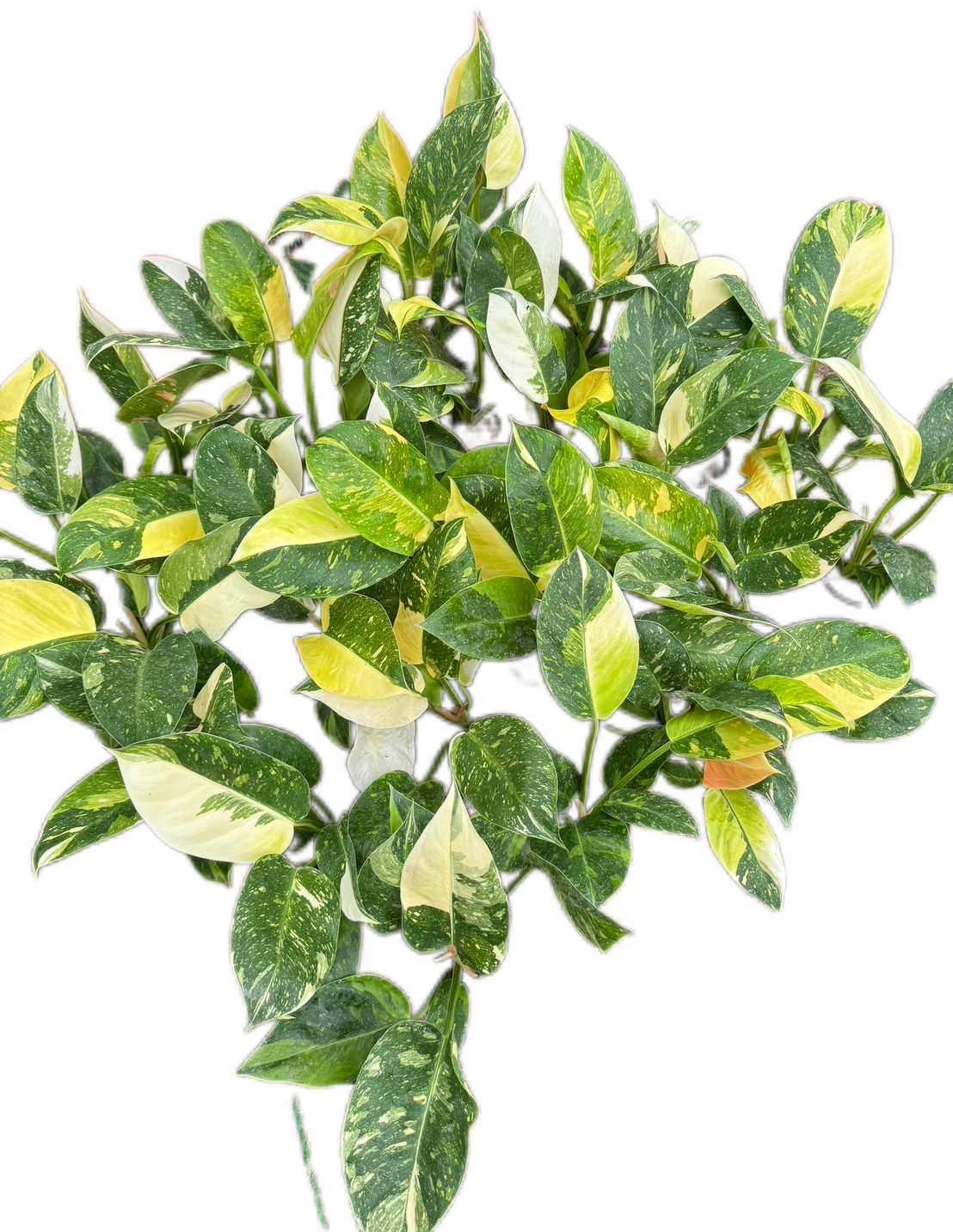 philodendron green congo nuclear Philodendron Green Congo Nuclear Variegated