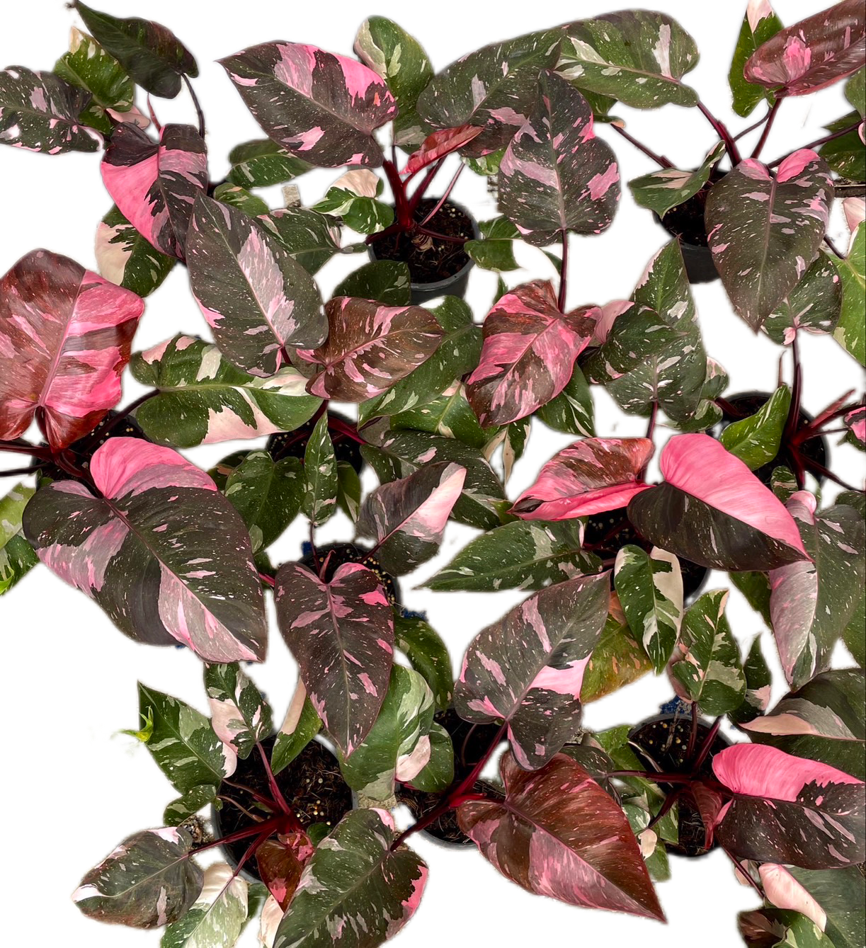 Philodendron Pink Princess King Marble