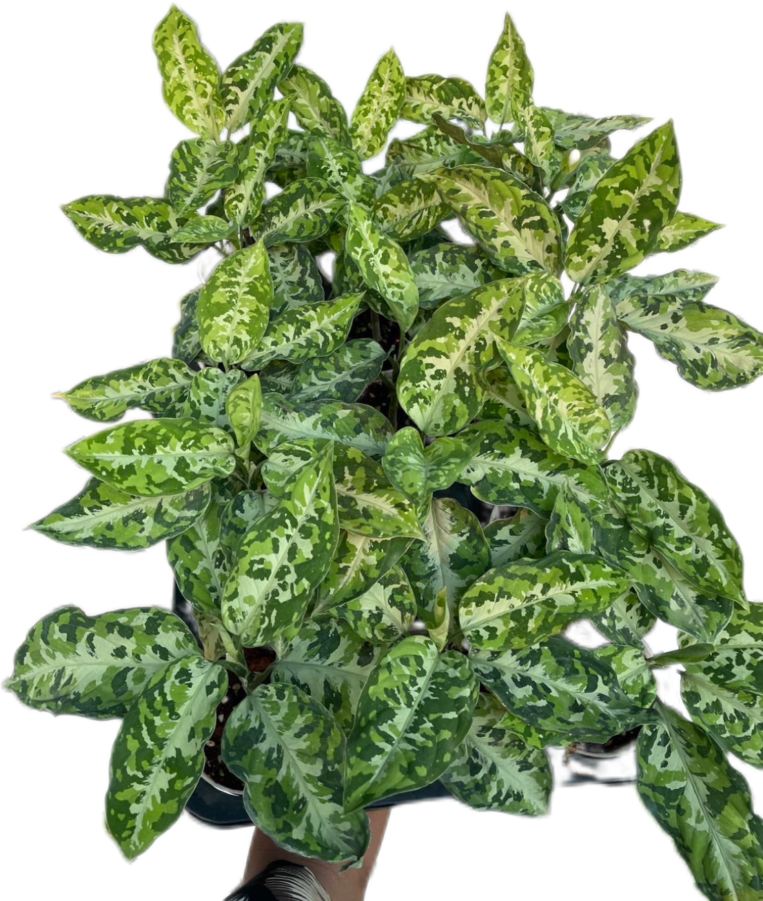 Aglaonema Pictum Tricolor