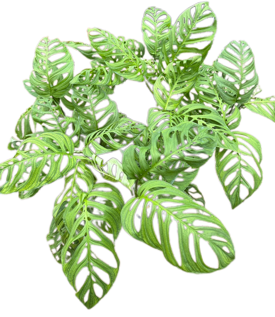 Monstera Esqueleto - Wholesale Set of 10 Plants