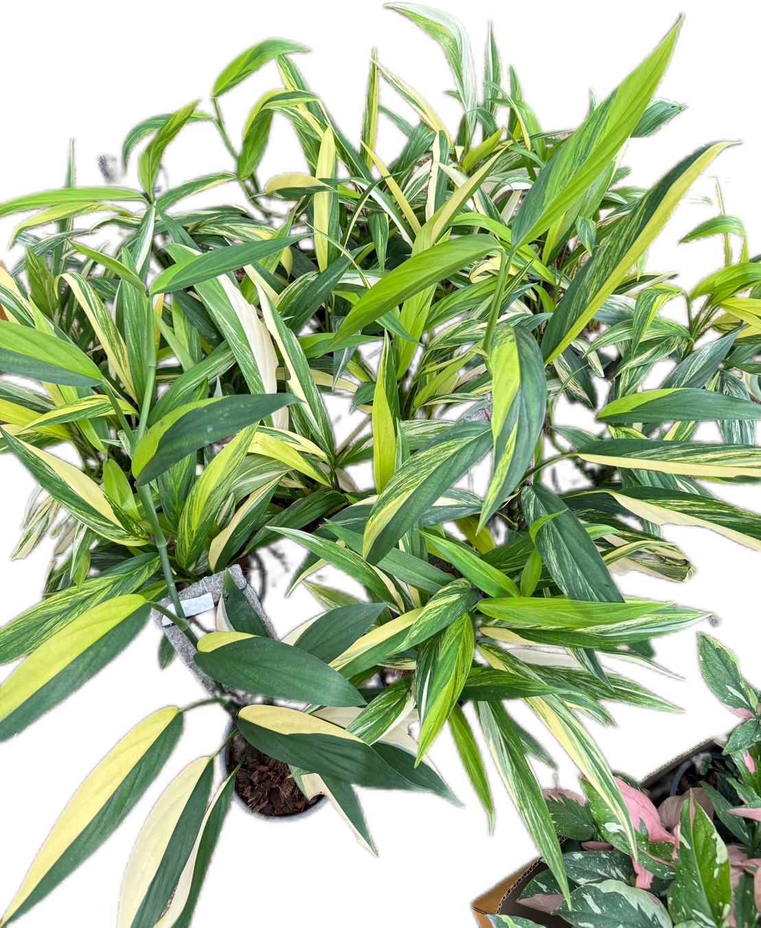 philodendron amplissimum variegated Epipremnum Amplissimum Variegated