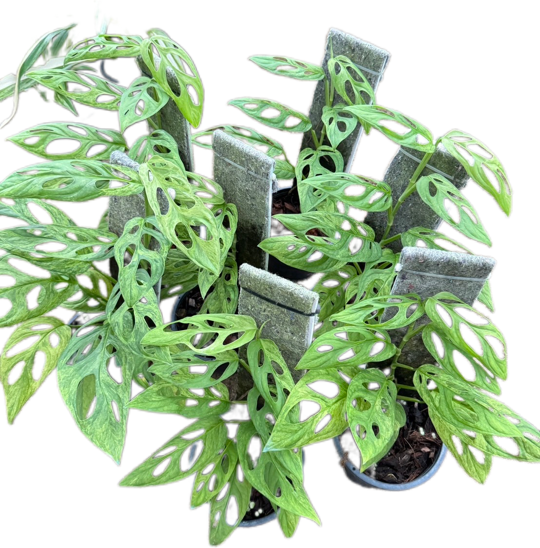 monstera adansonii wholesale Monstera Adansonii Mint (Indo)