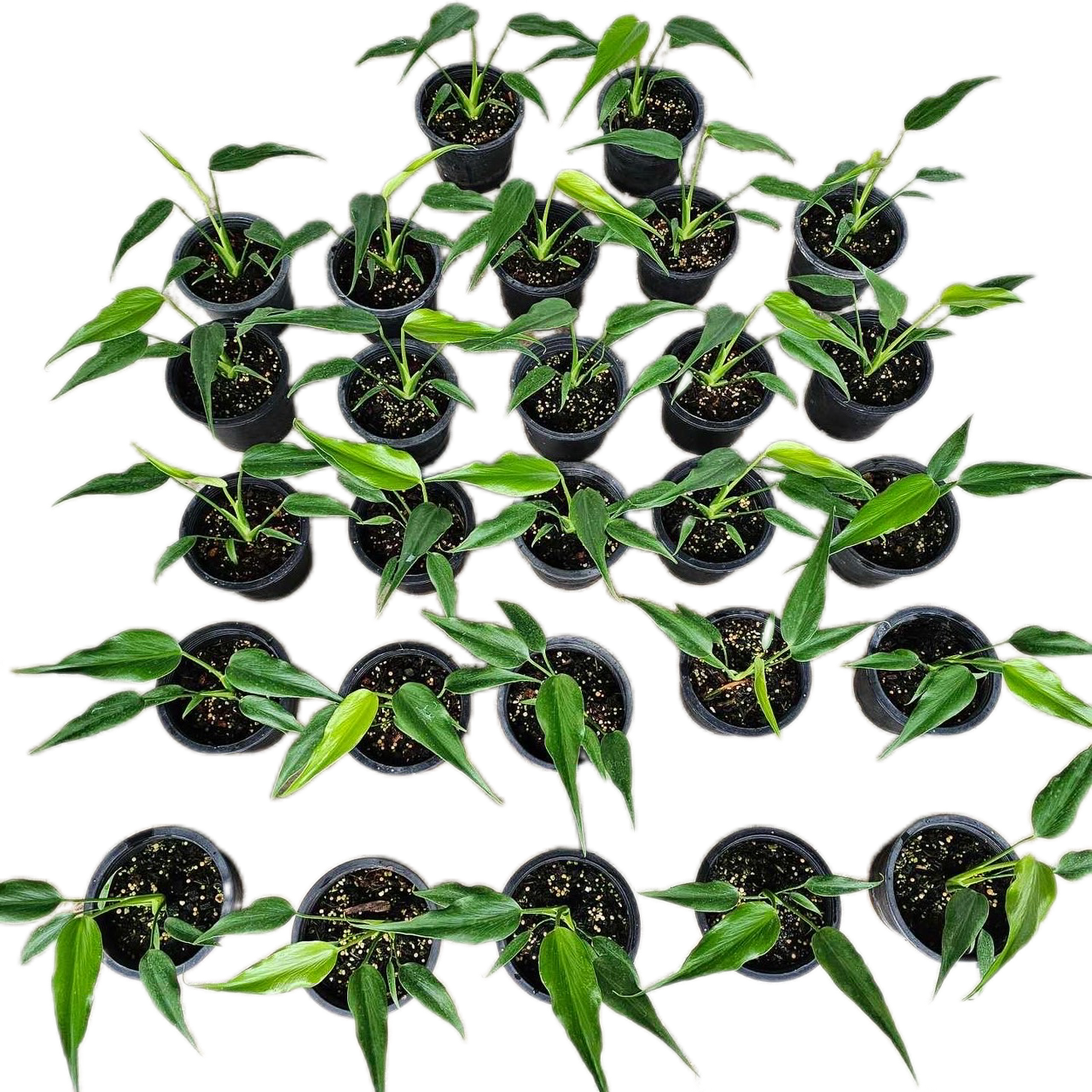 Monstera Burle Flame small - Set of 10 Plants