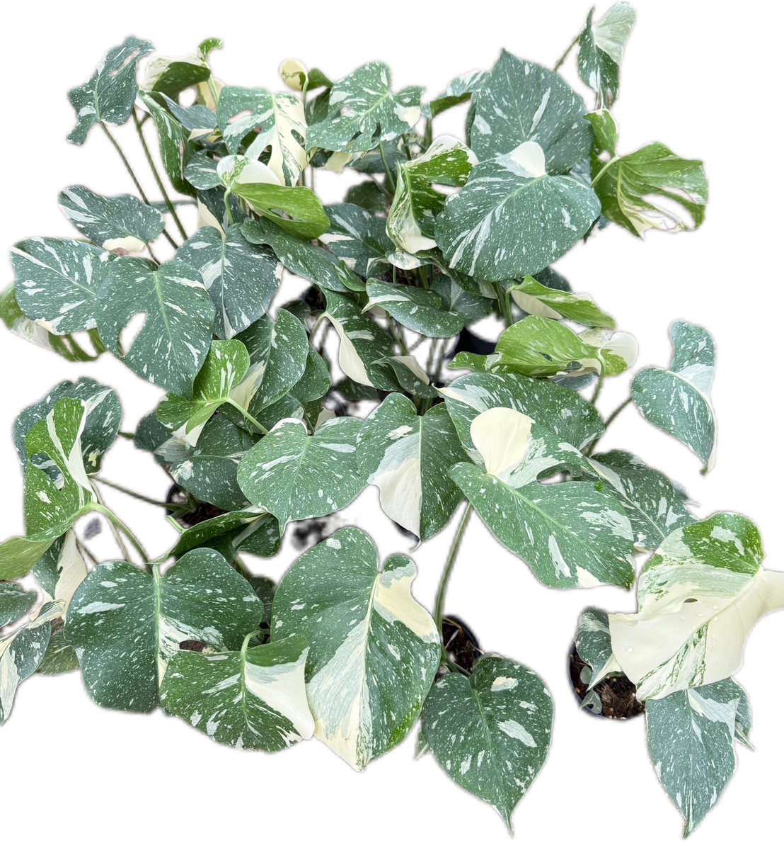 Monstera Thai Constellation small- Set of 10 Plants