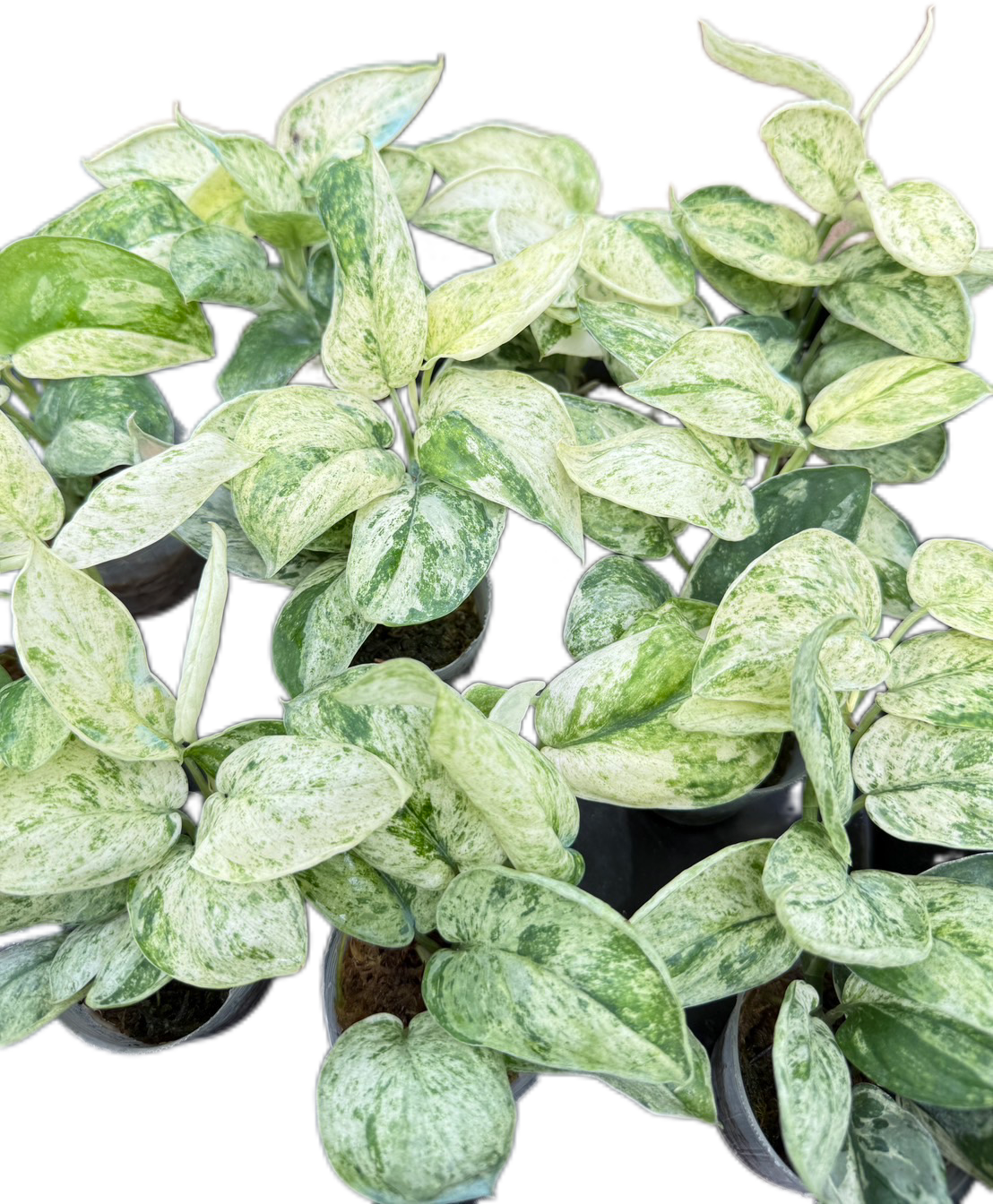 Scindapsus Jade Satin Marble Variegated - Set of 10 Plants