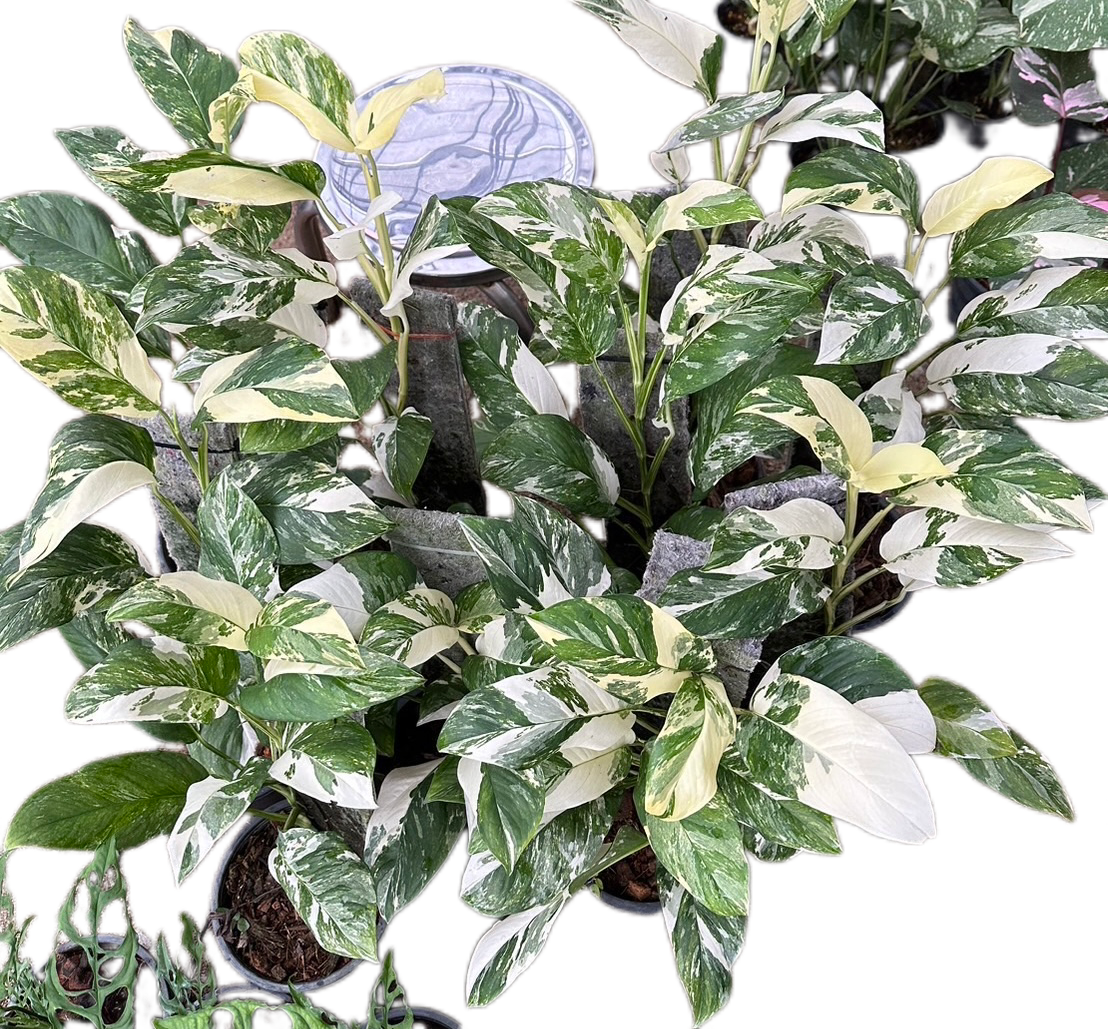 Monstera Lechleriana Albo Variegated
