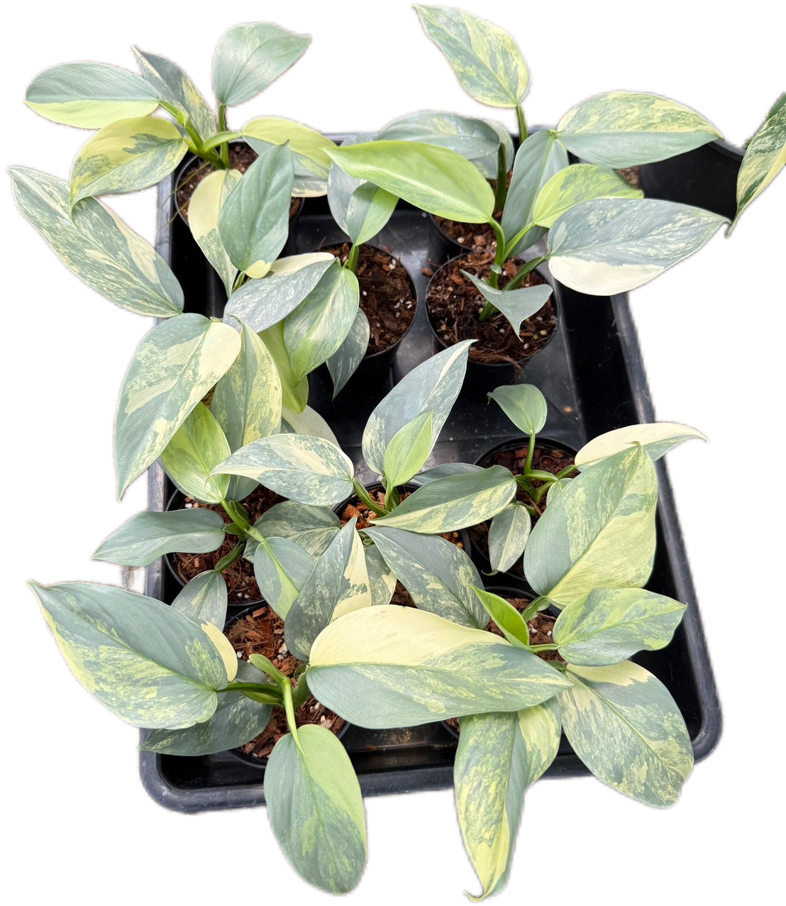 variegated philodendron hastatum Philodendron Hastatum Silver Sword Variegated