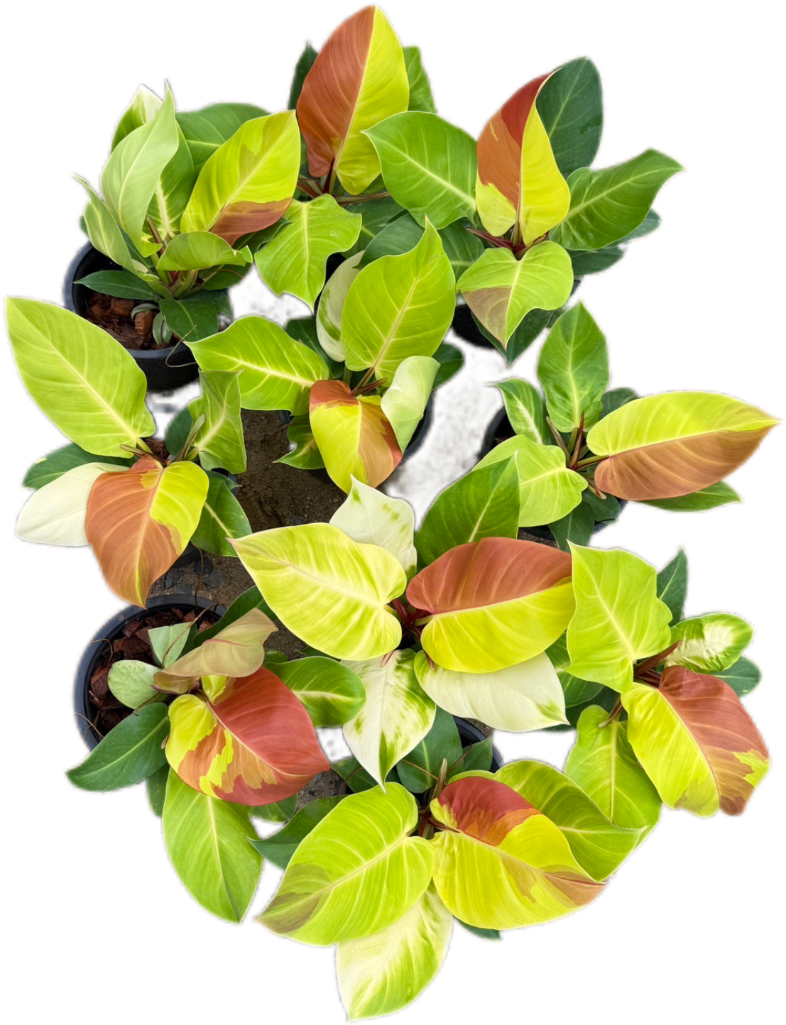 Philodendron Yellow Frame “Red Moon”