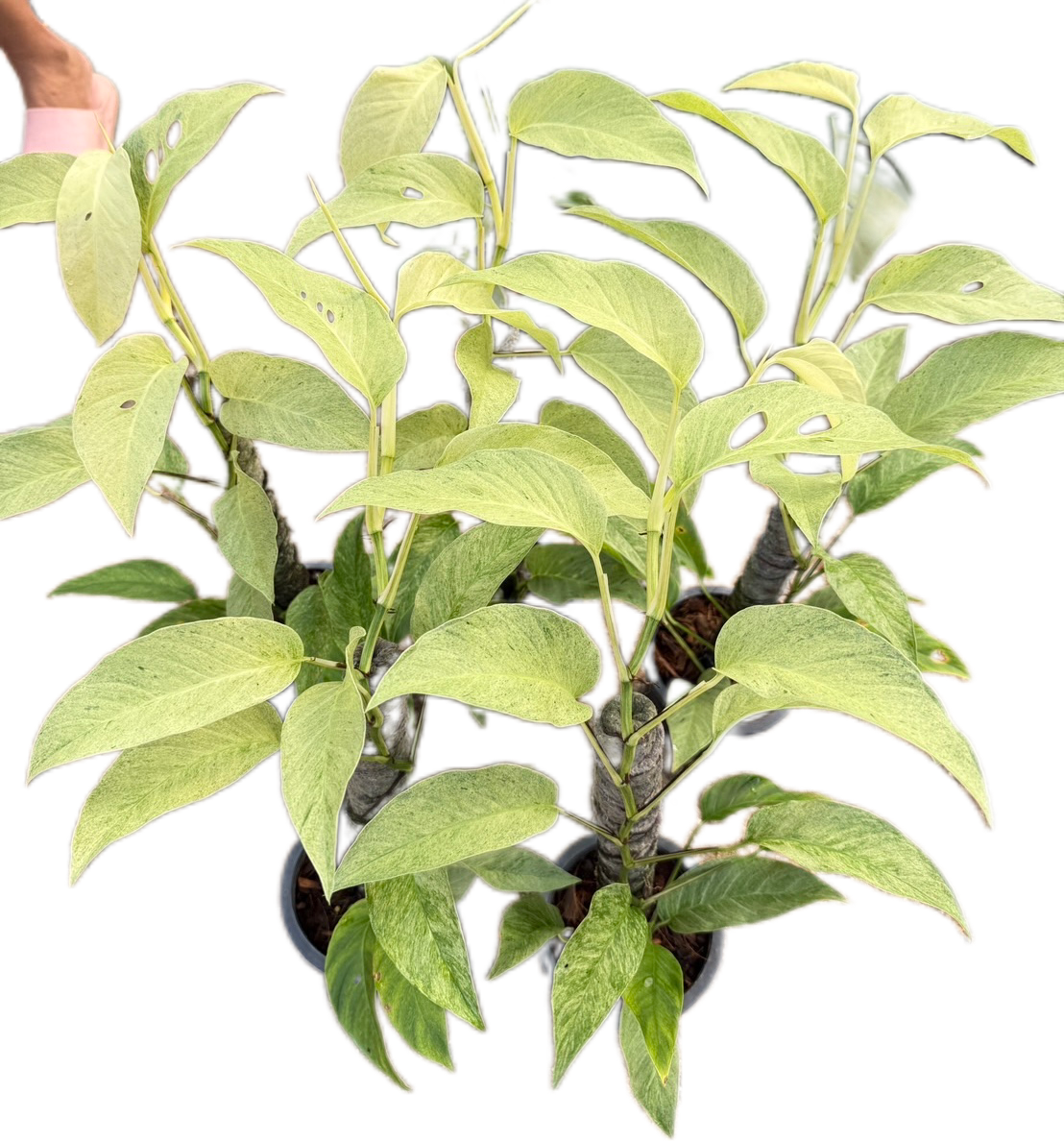 Monstera Laniata Mint Variegated - Set of 10 Plants