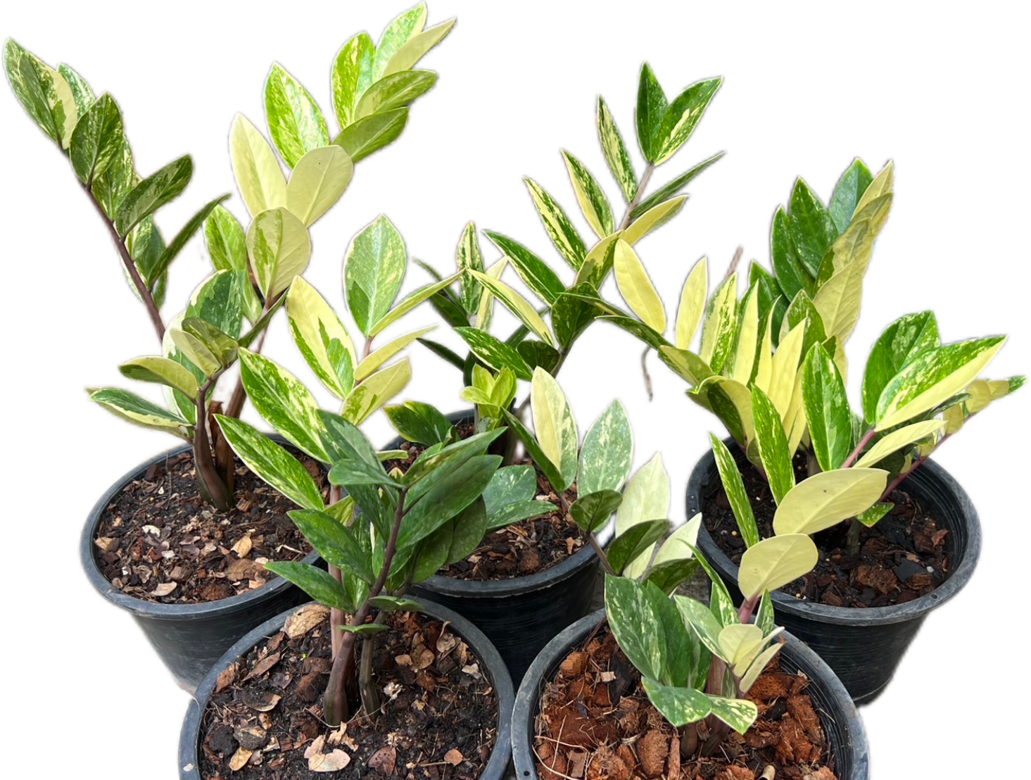variegated zz plant raven Zamioculcas Zamiifolia Variegated