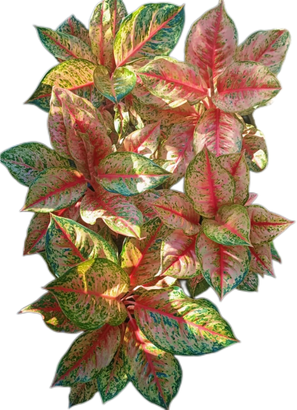 10 karat aglaonema Aglaonema “Karat”