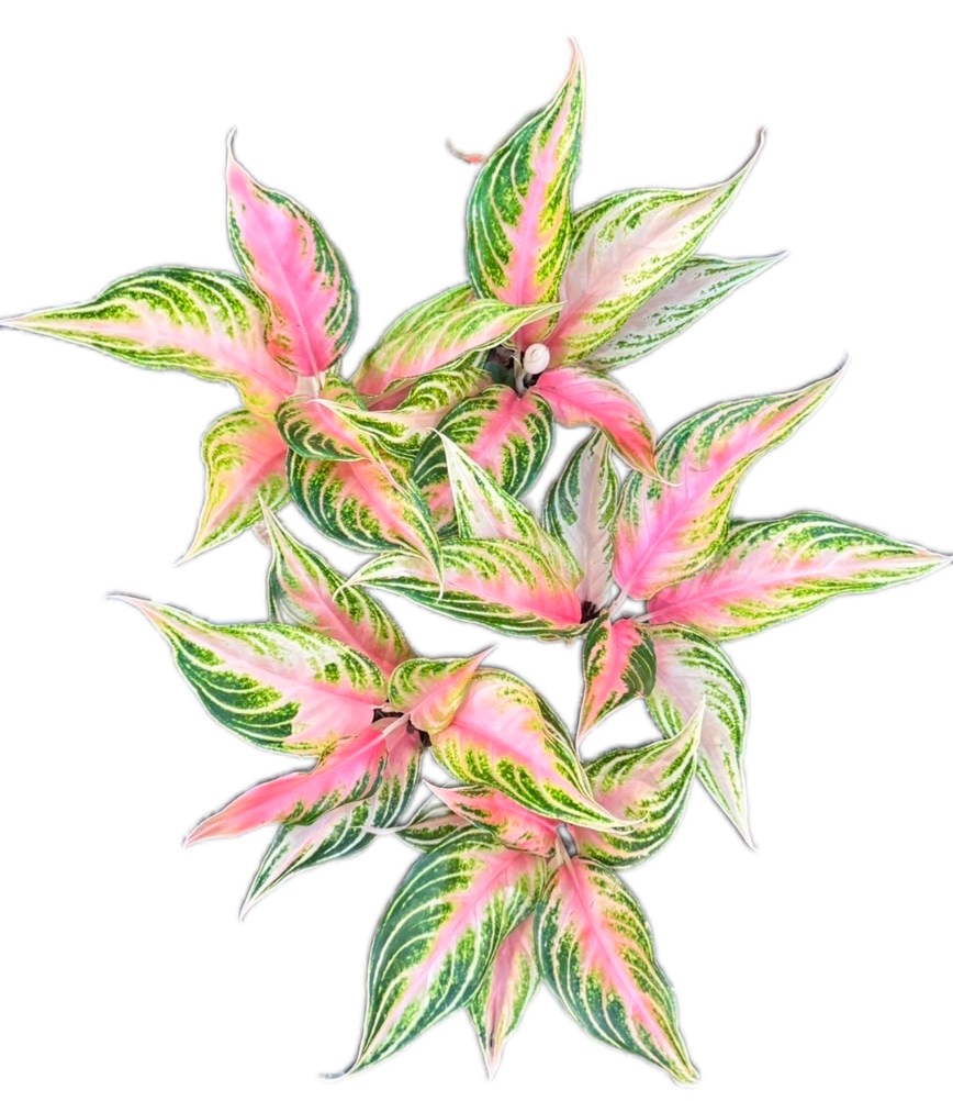 aglaonema pink sunset Aglaonema “Sunset” – Set of 10 Plants
