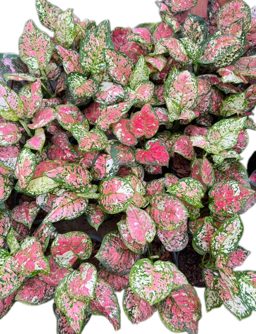 aglaonema pink anyamanee Aglaonema Tricolor “Anyamanee” – Set of 10 Plants – BanrakTonmai Garden Thailand