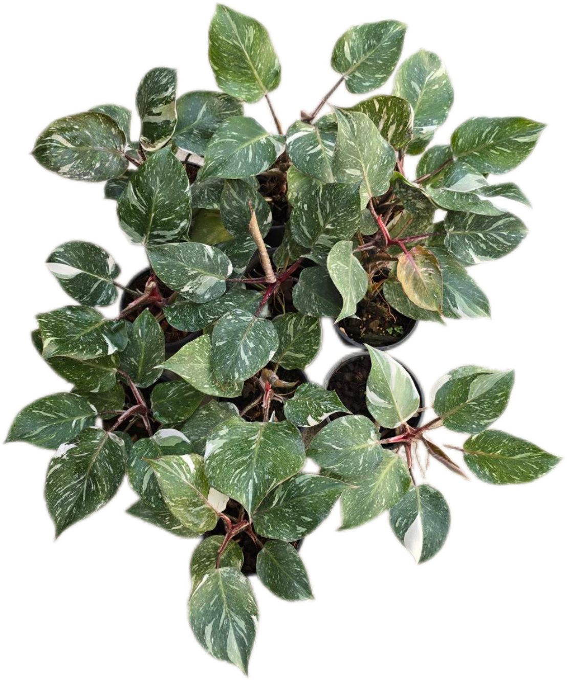 philodendron white marble Philodendron White knight marble Variegated