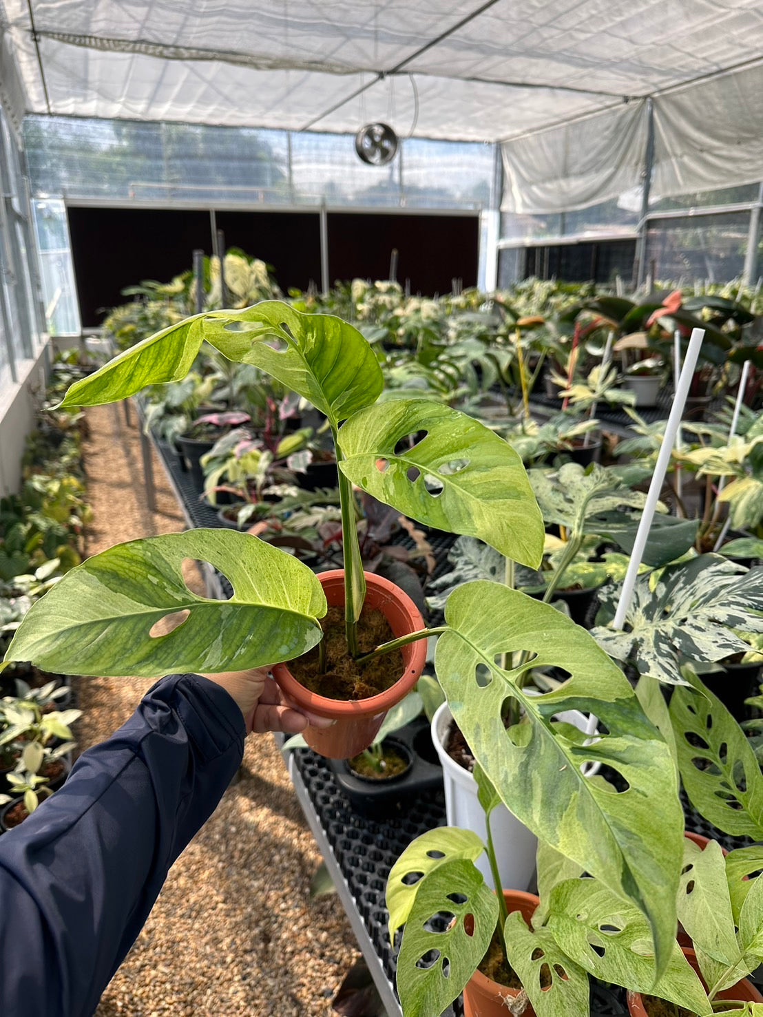 monstera laniata Monstera laniata mint variegated
