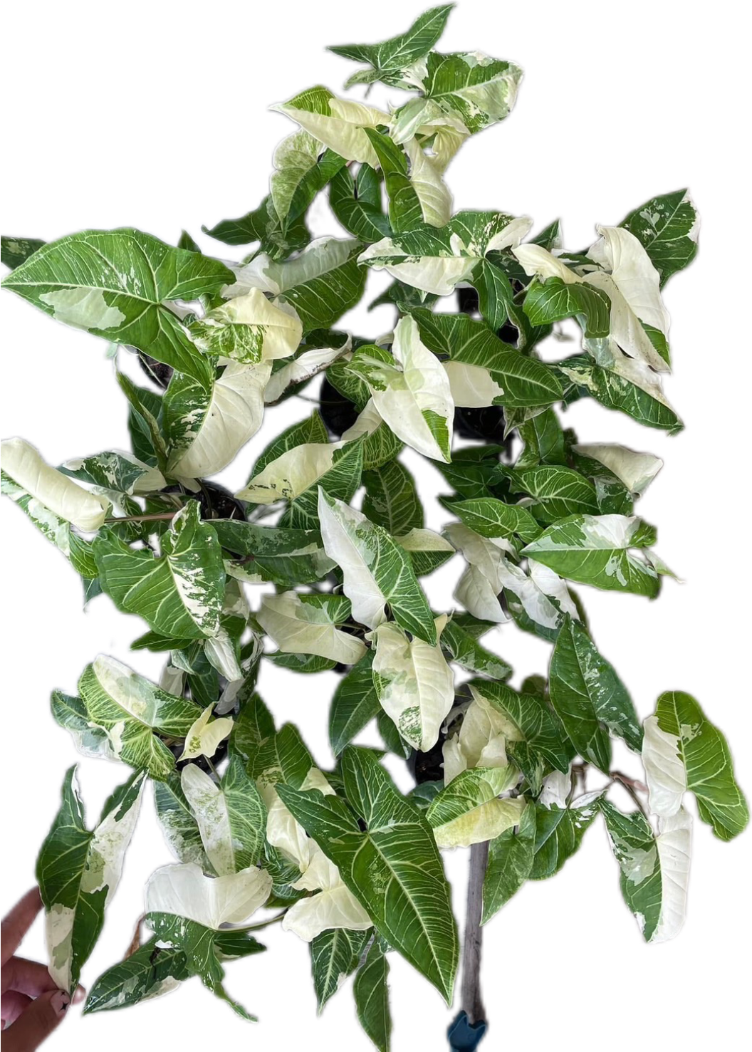 Syngonium Batik Variegated – Set of 10 Plants