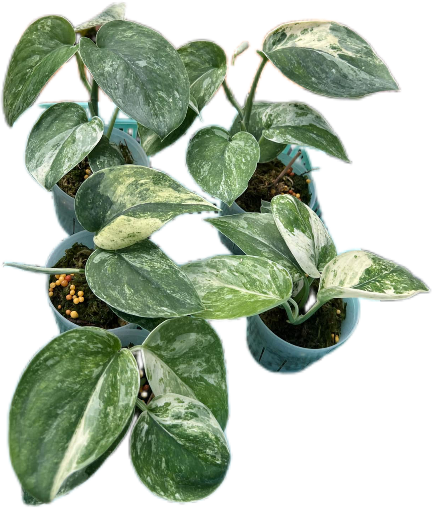 Scindapsus dark splash Variegated - Set of 5 Plants