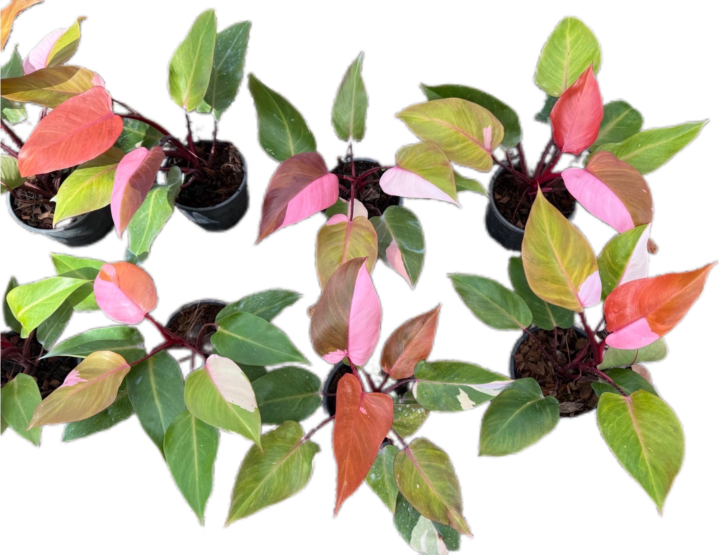 Philodendron Persimmon Princess – Set of 5 Plants – BanrakTonmai