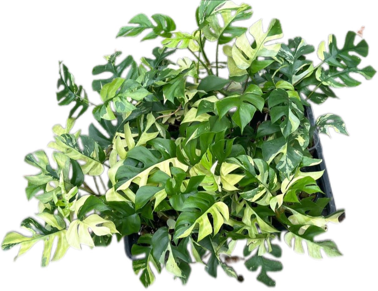 Rhaphidophora tetrasperma variegated– Set of 10 Plants