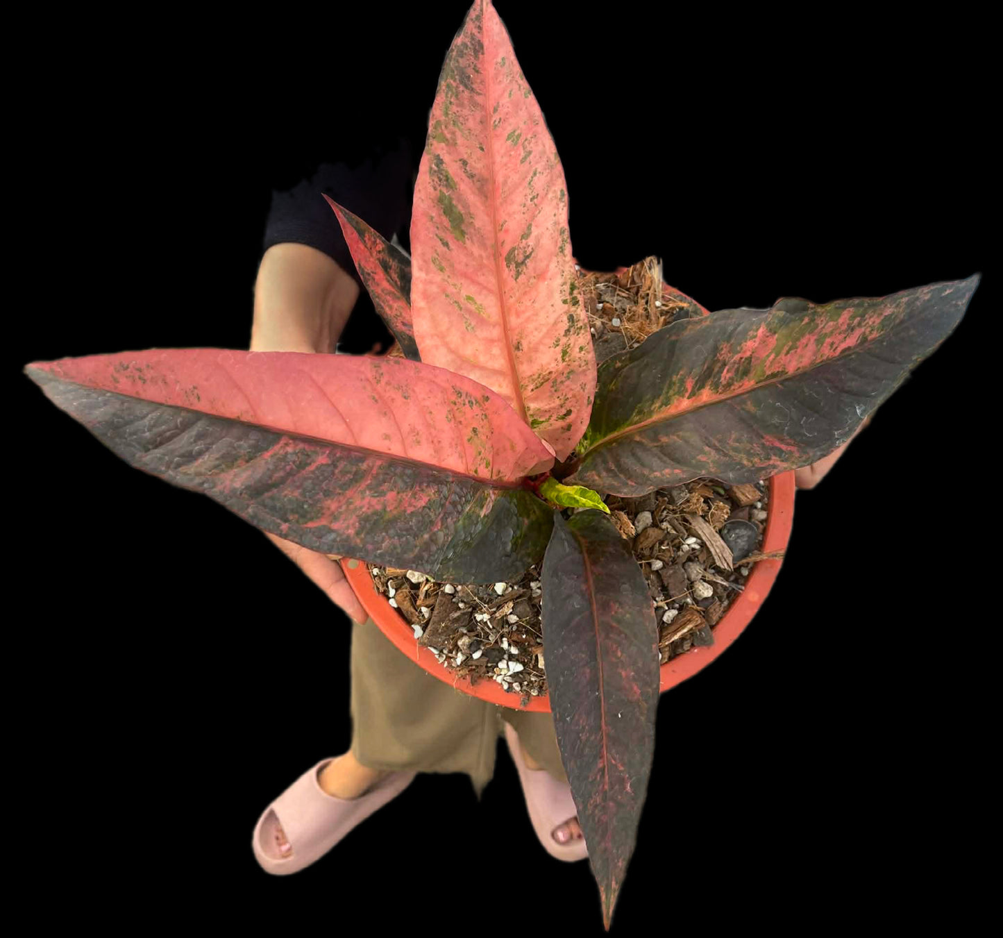 Anthurium renaissance pink variegated(1 plant)