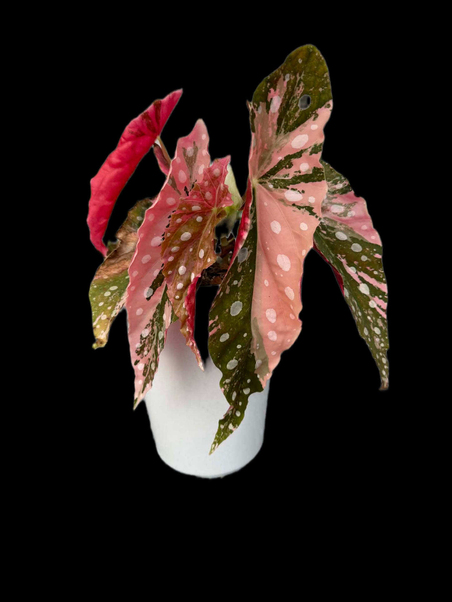 Begonia maculata pink variegated (1 plant)