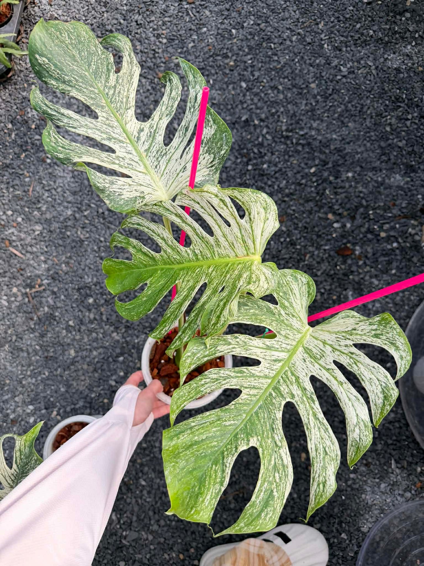 Monstera deliciosa “Devil Monstera” Variegated – Rare Top Cut (Exact Plant Shown)