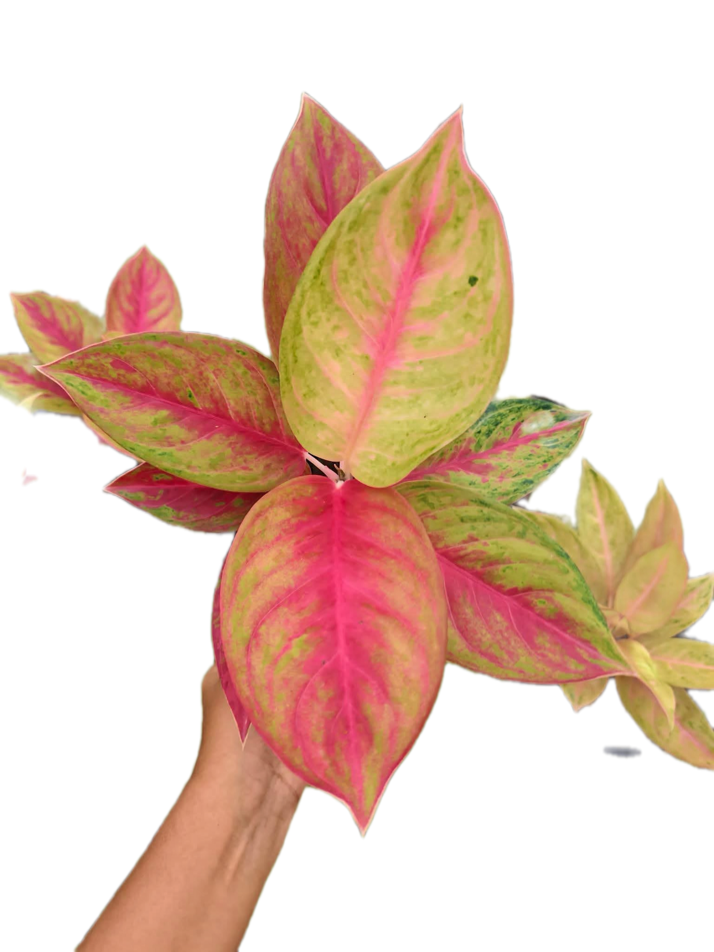 Aglaonema diamond star- set 10 pcs