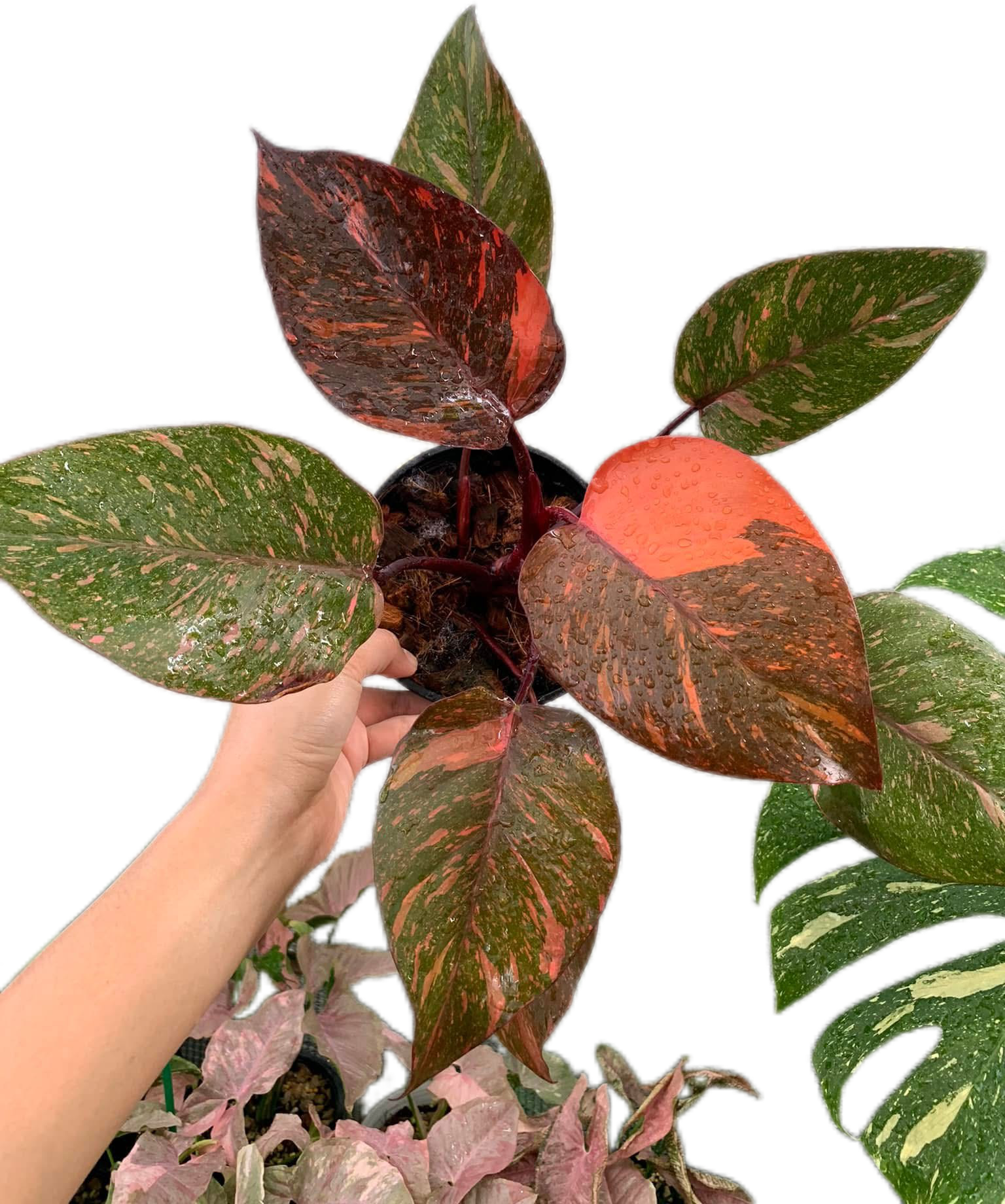 Philodendron orange princess galaxy variegated – Set of 3 Plants –  BanrakTonmai Garden Thailand