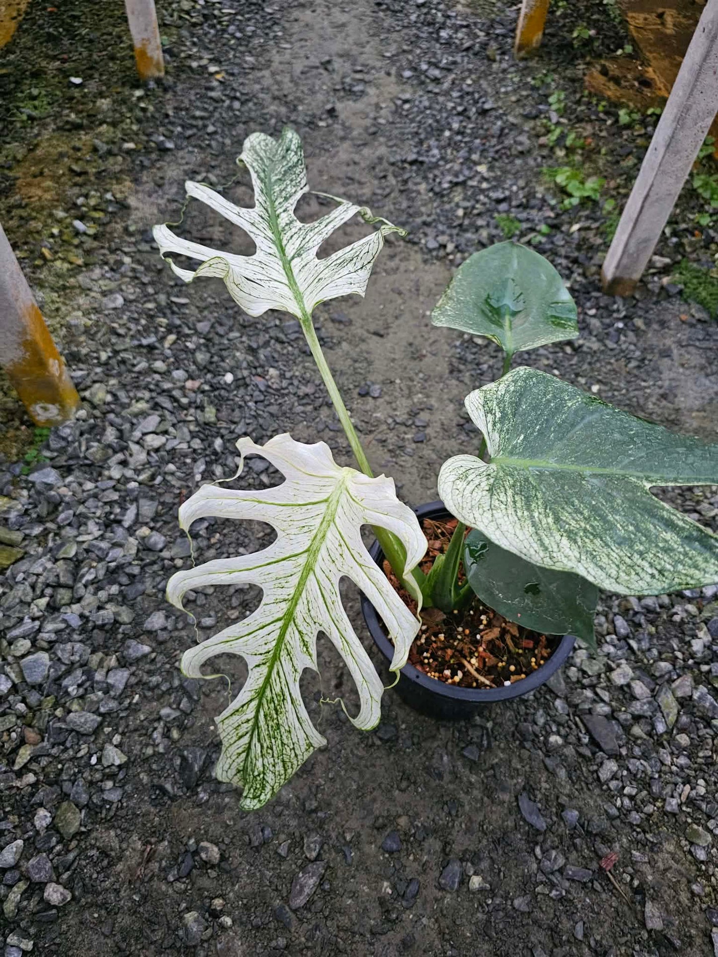 Monstera deliciosa “Devil Monstera” Variegated – Rare Top Cut (Exact Plant Shown)