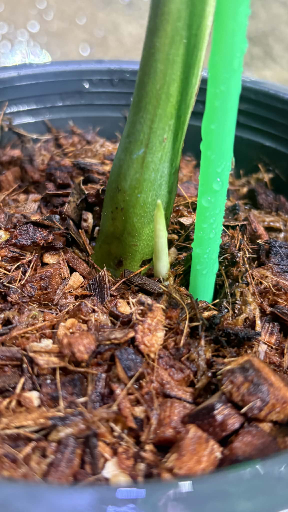 Monstera deliciosa “Devil Monstera” Variegated – Rare cutting 1 leaf rooted (Exact Plant Shown)