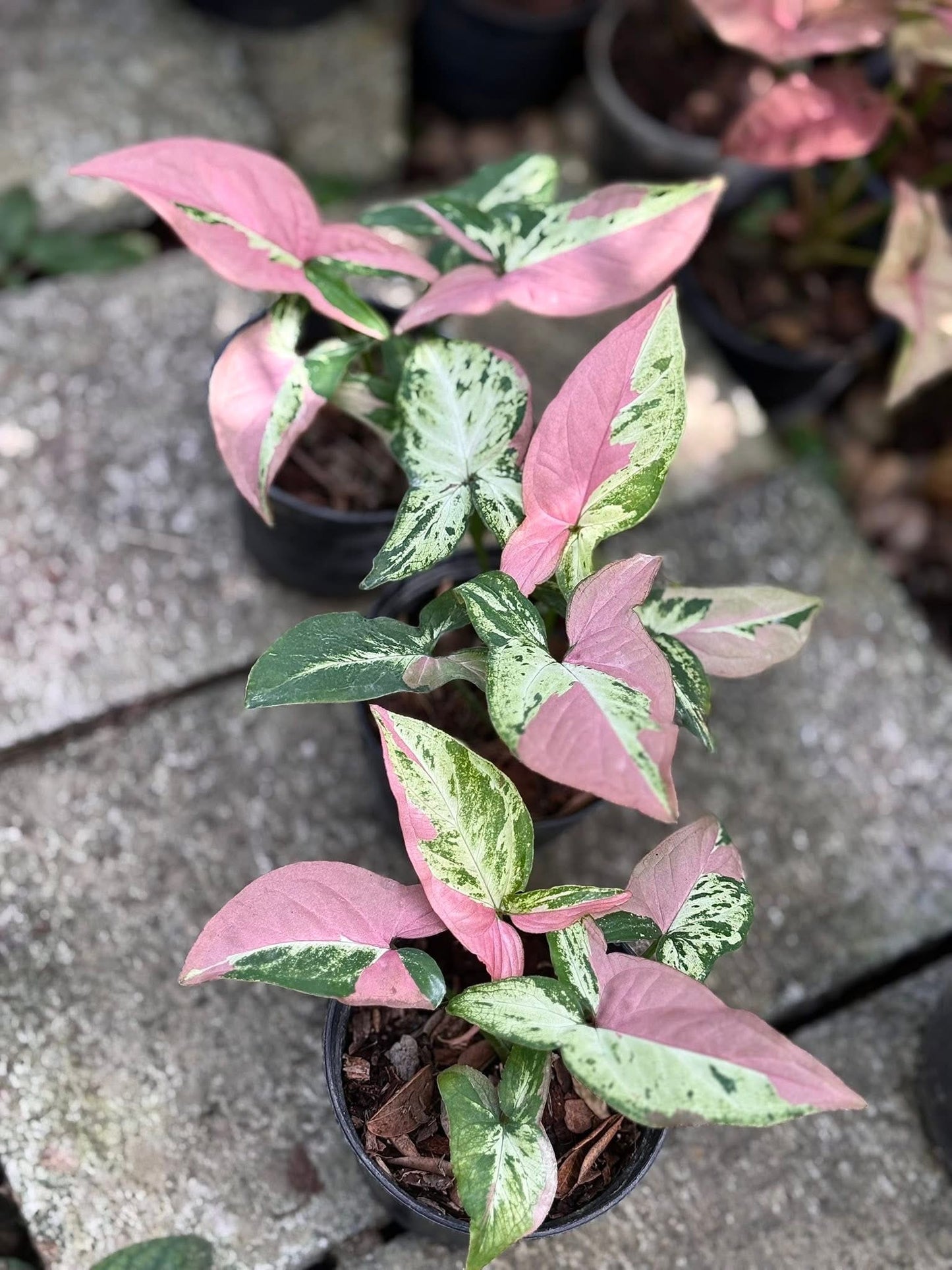 Syngonium tricolor Polly pink. (Set of 3 plants )