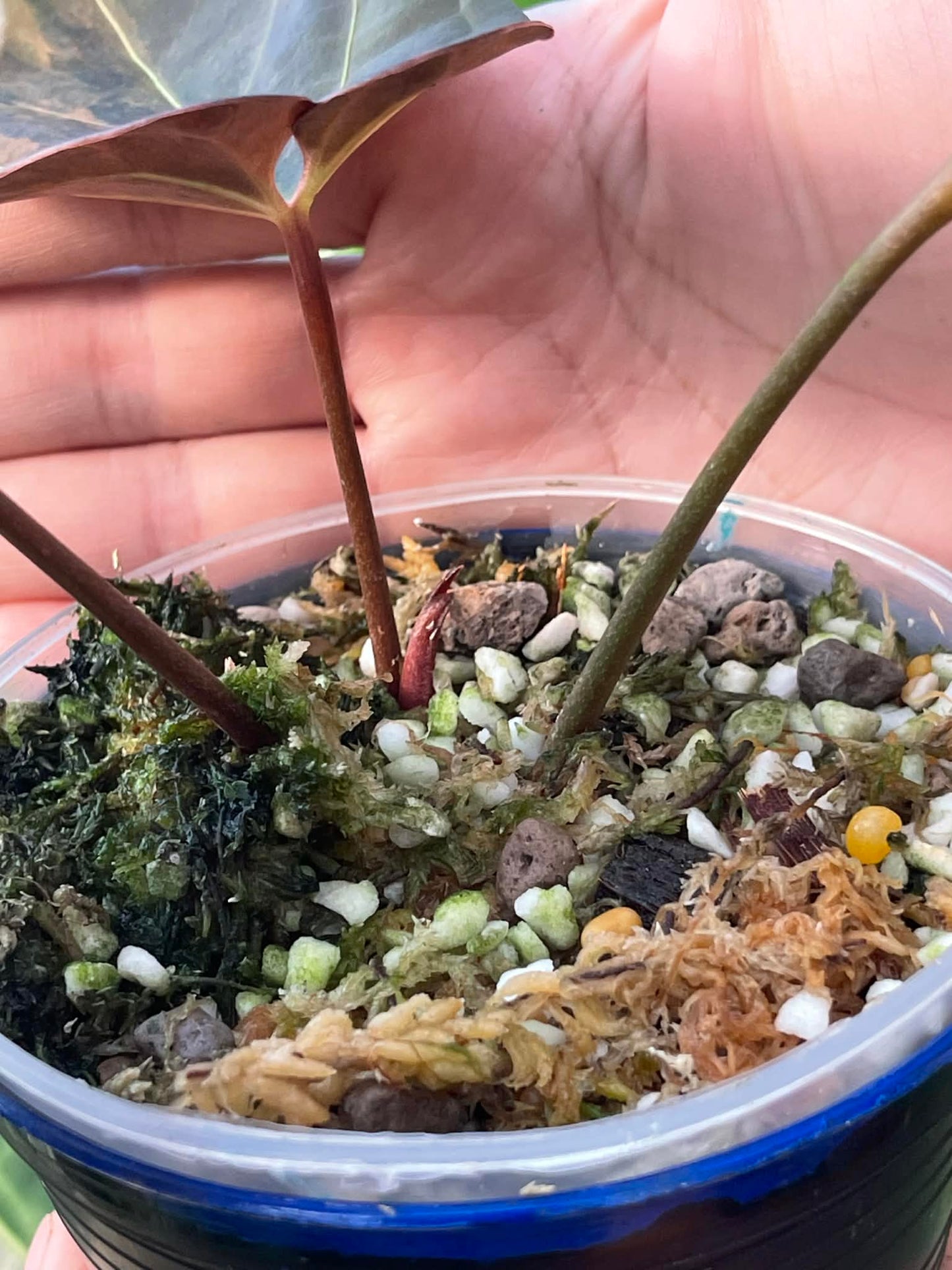 Anthurium Papillilaminum x Red Vein Dark Phoenix
(1 plant)